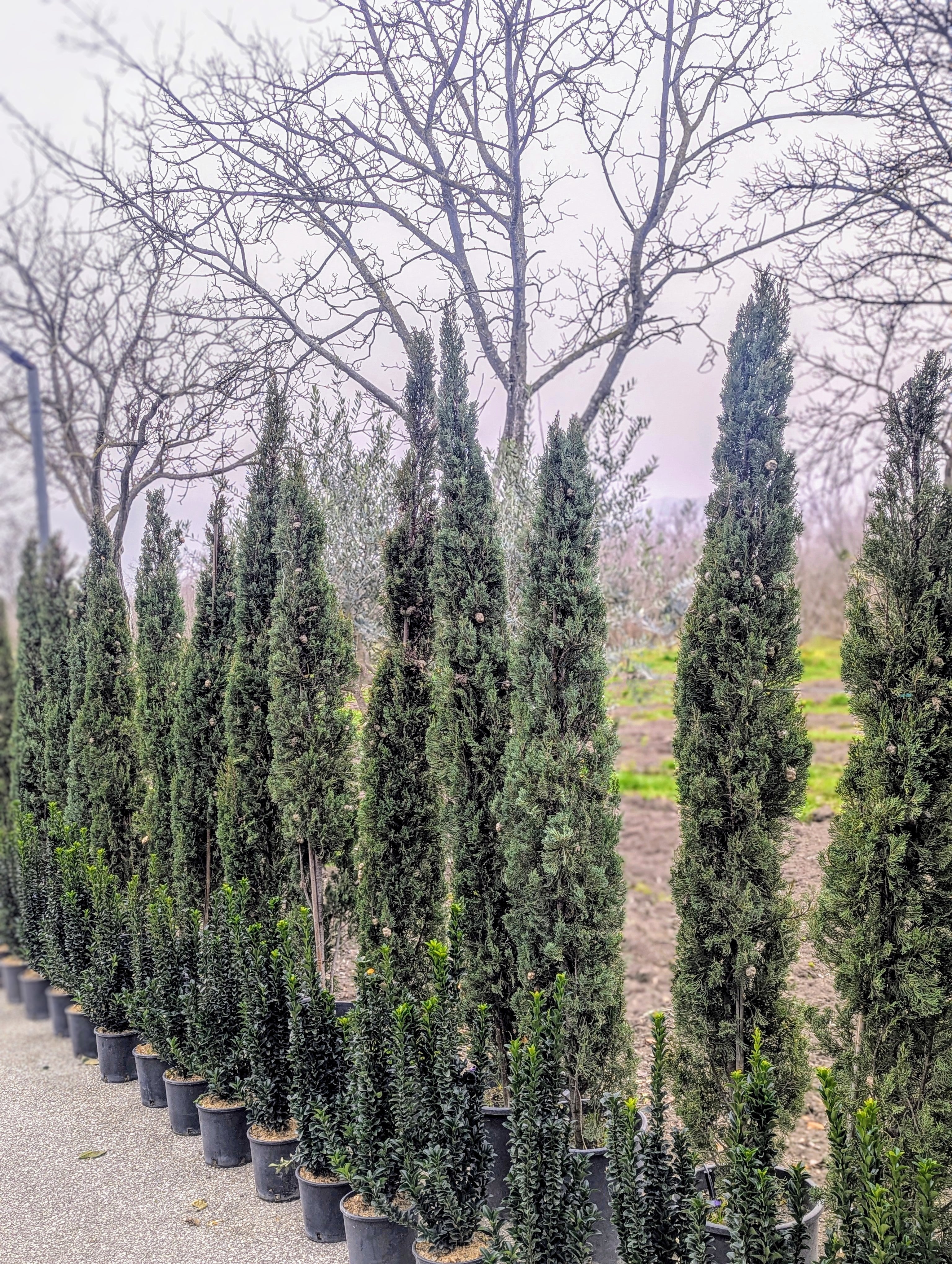 Cupressus Sempervirens 'Pyramidalis'