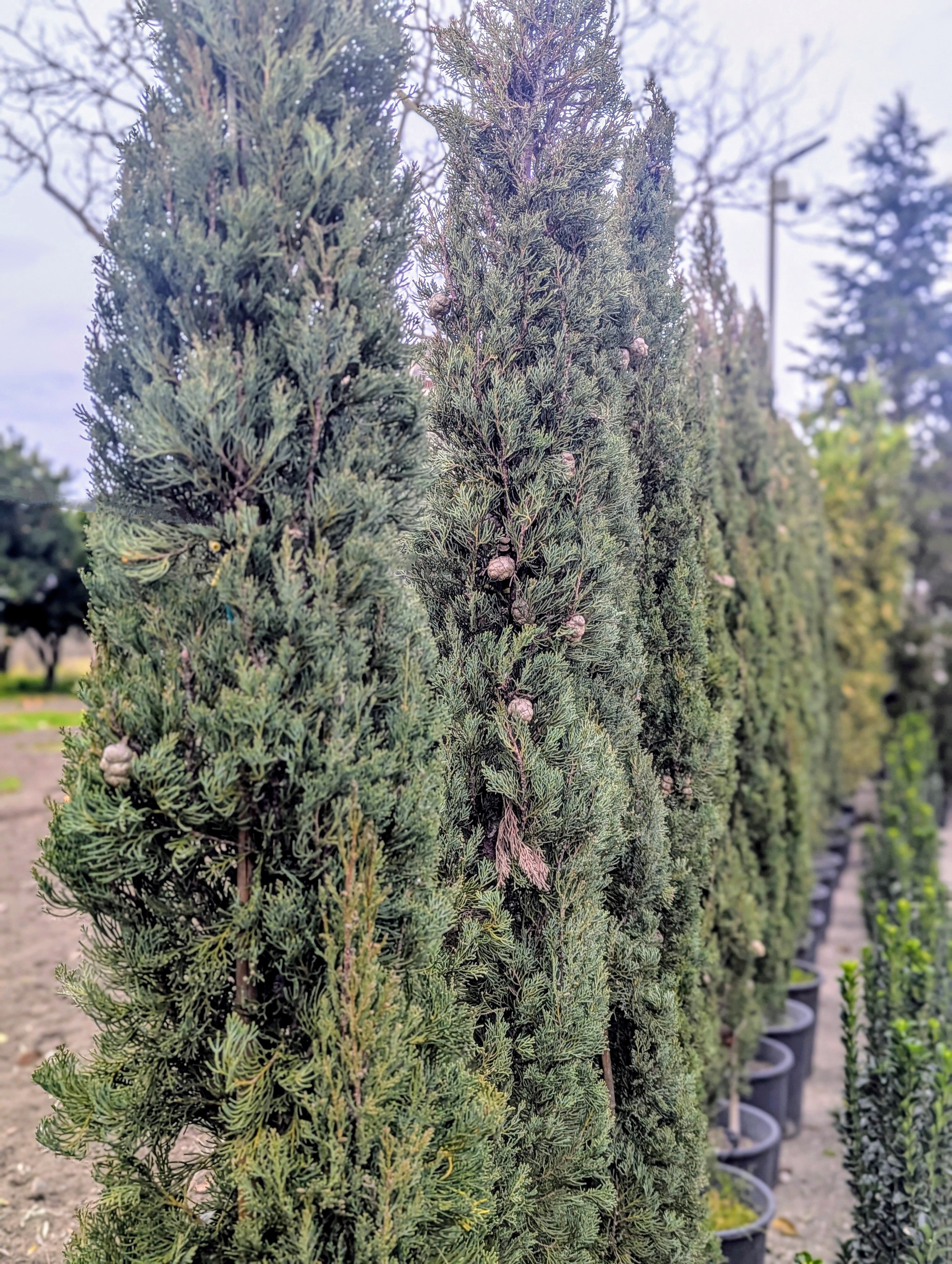 Cupressus Sempervirens 'Pyramidalis'