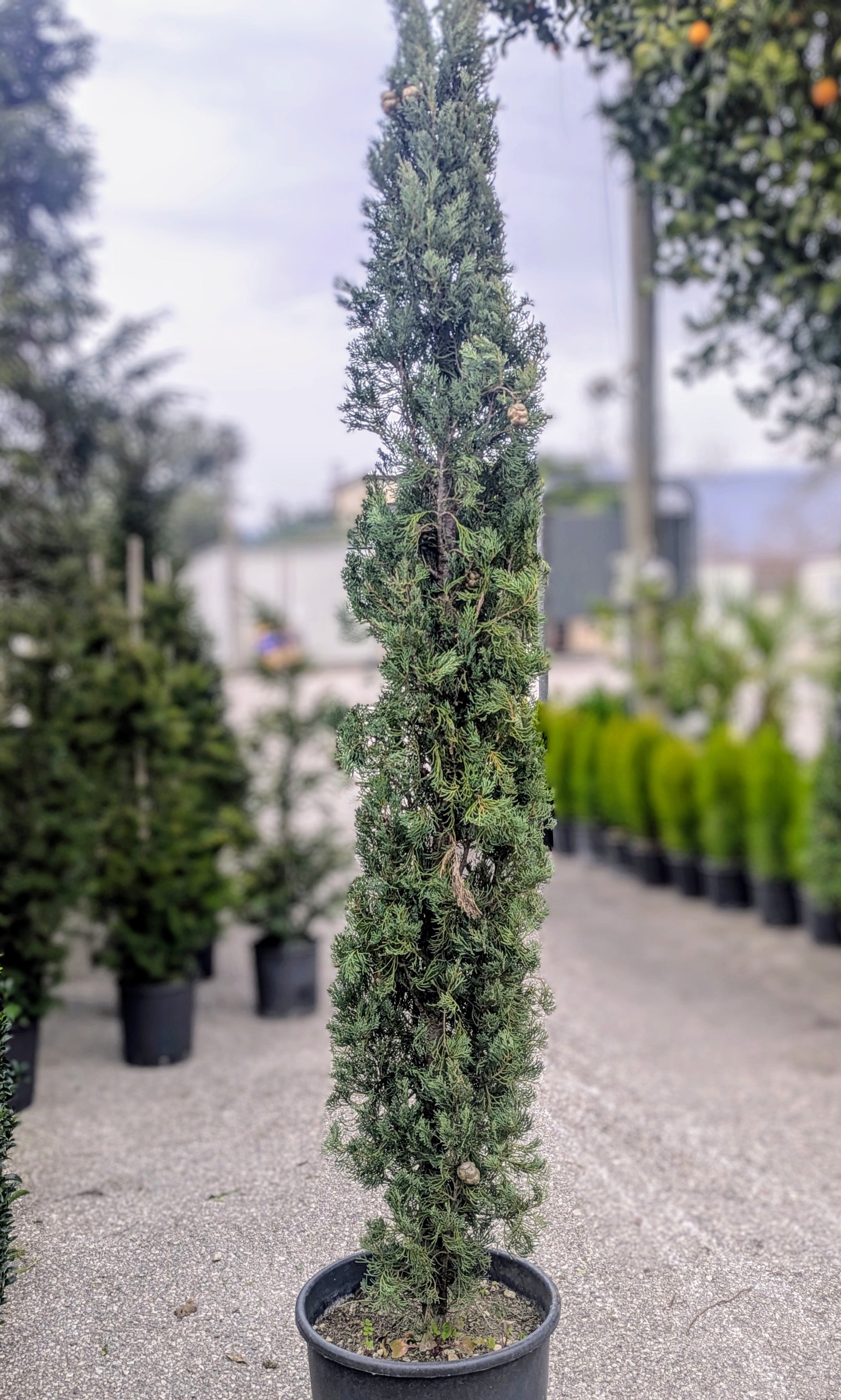 Cupressus Sempervirens 'Pyramidalis'