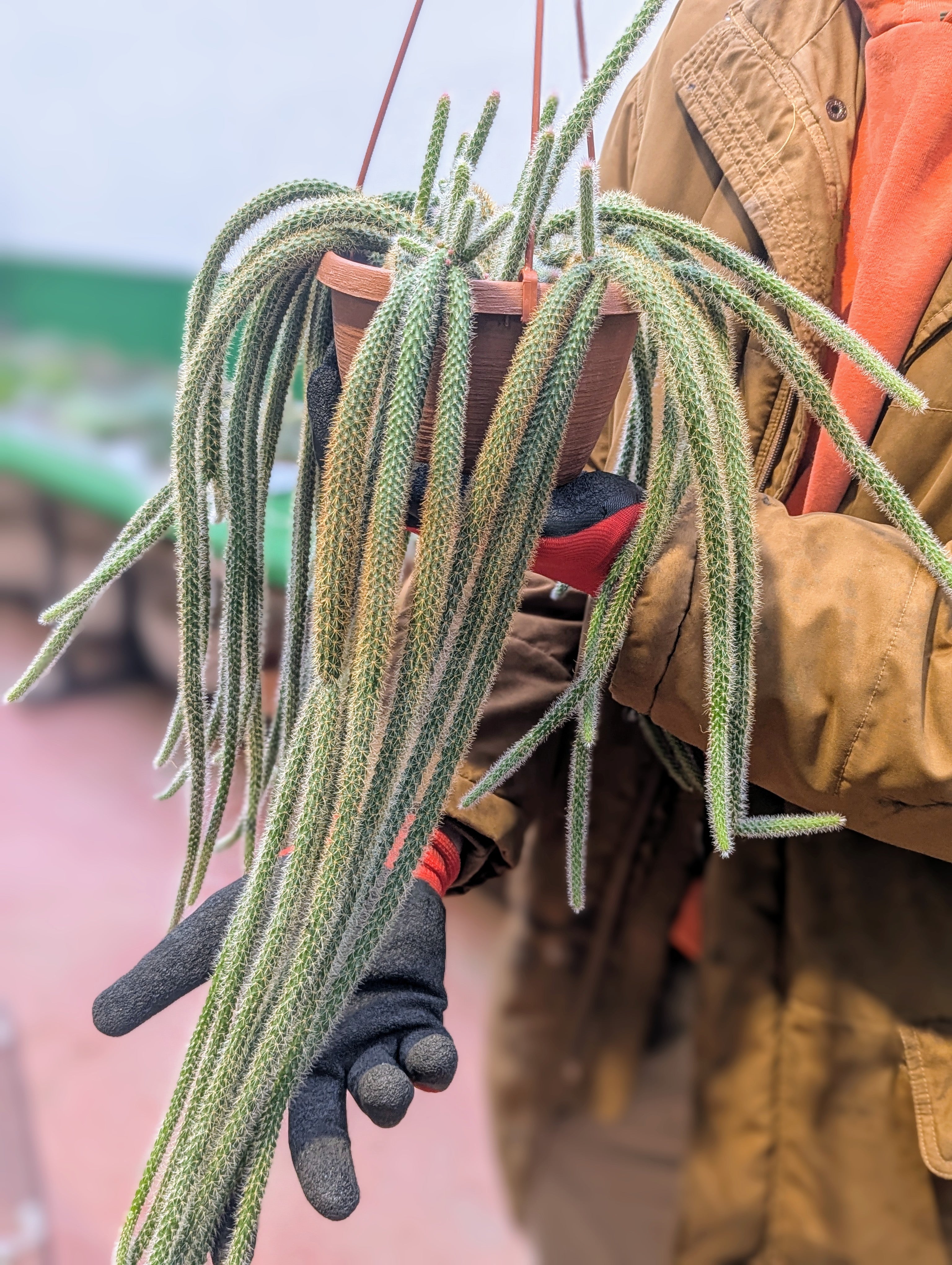 Aporocactus Flagelliformis