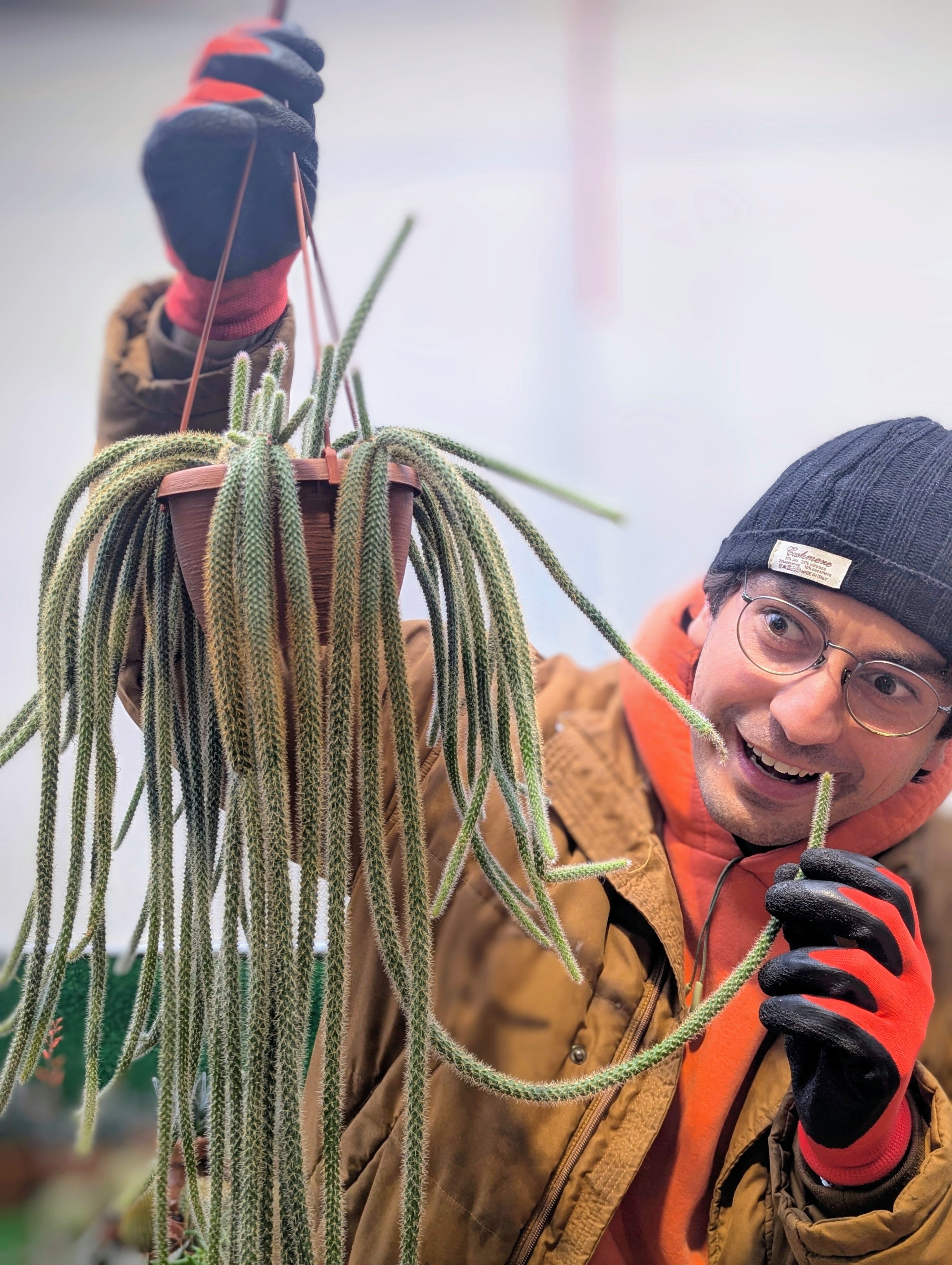 Aporocactus Flagelliformis