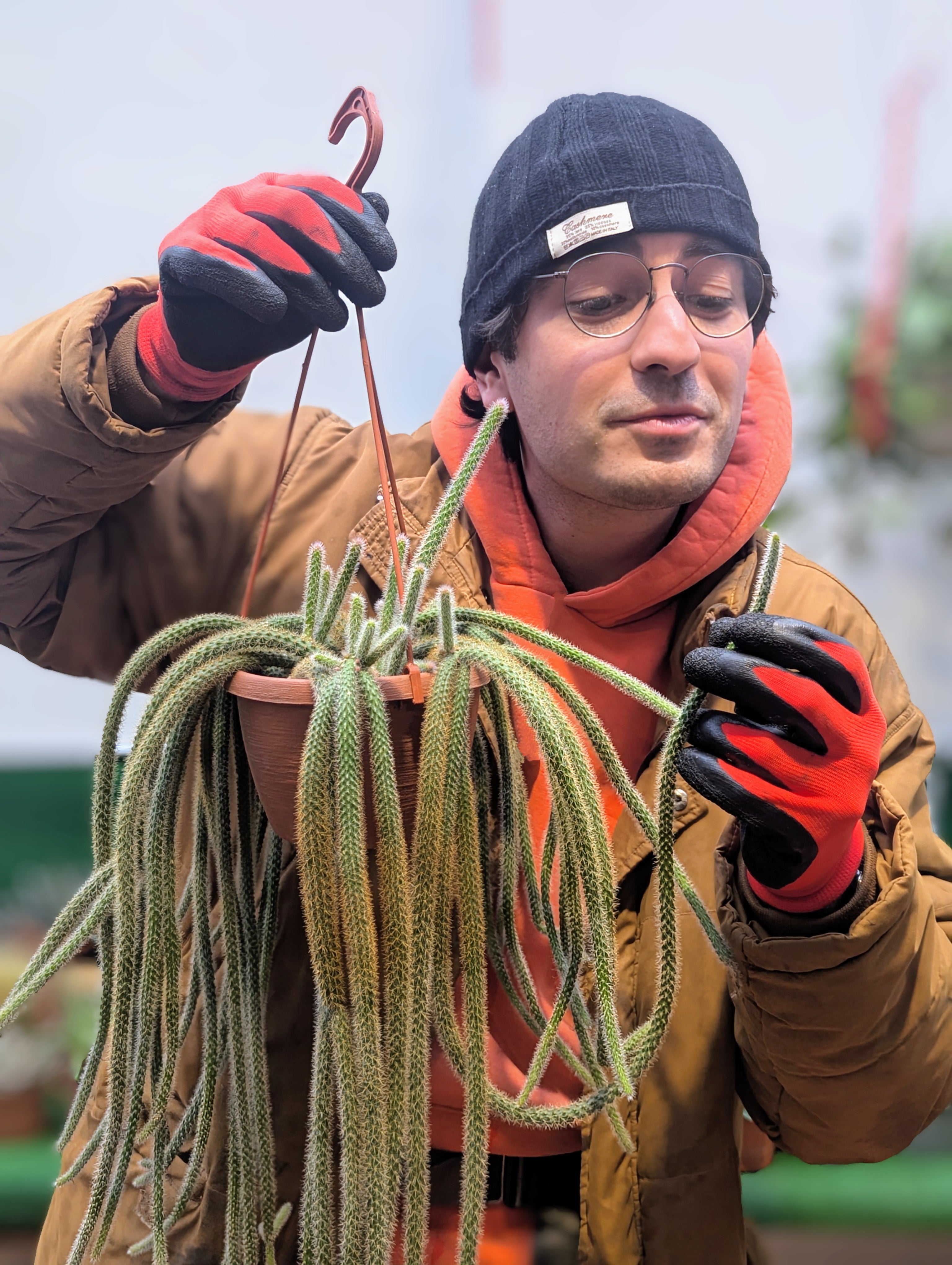 Aporocactus Flagelliformis