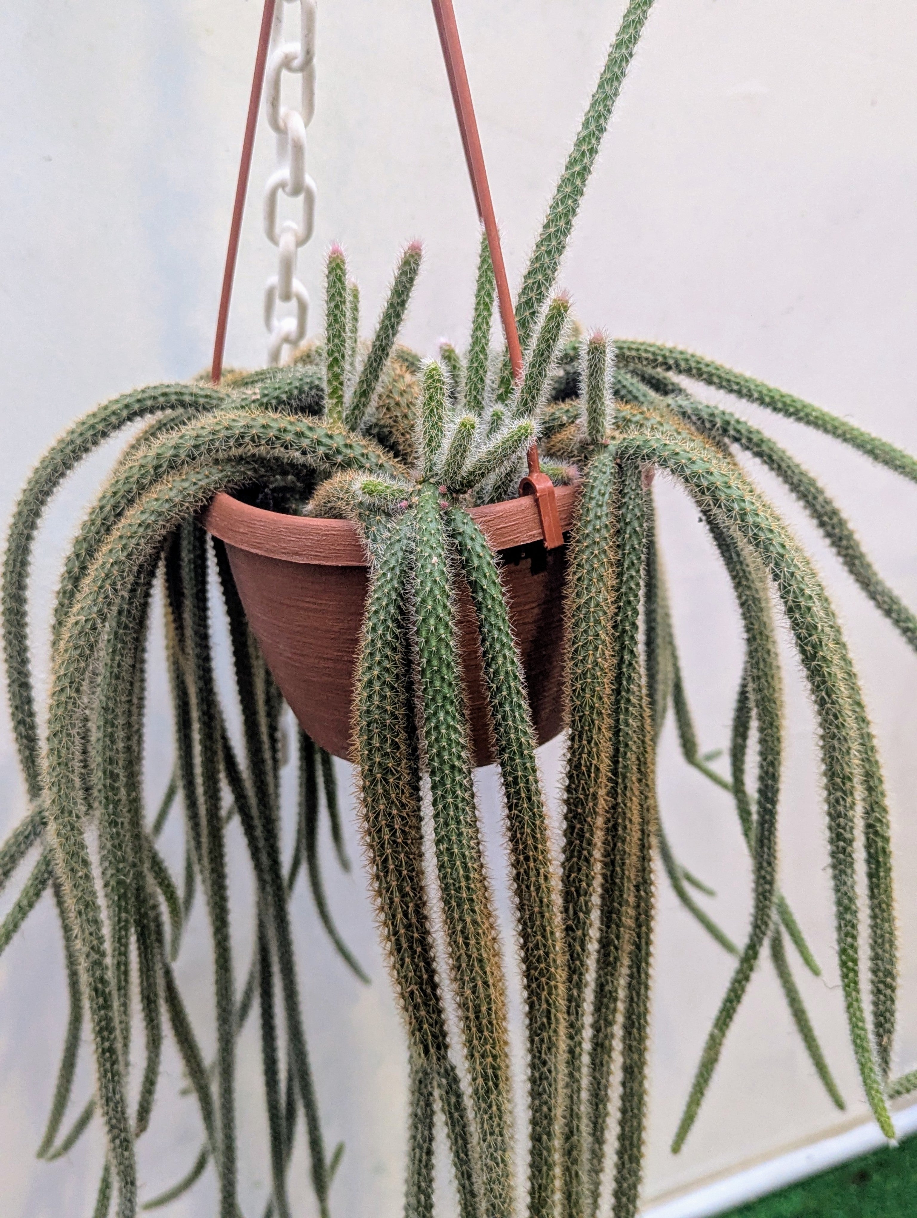 Aporocactus Flagelliformis