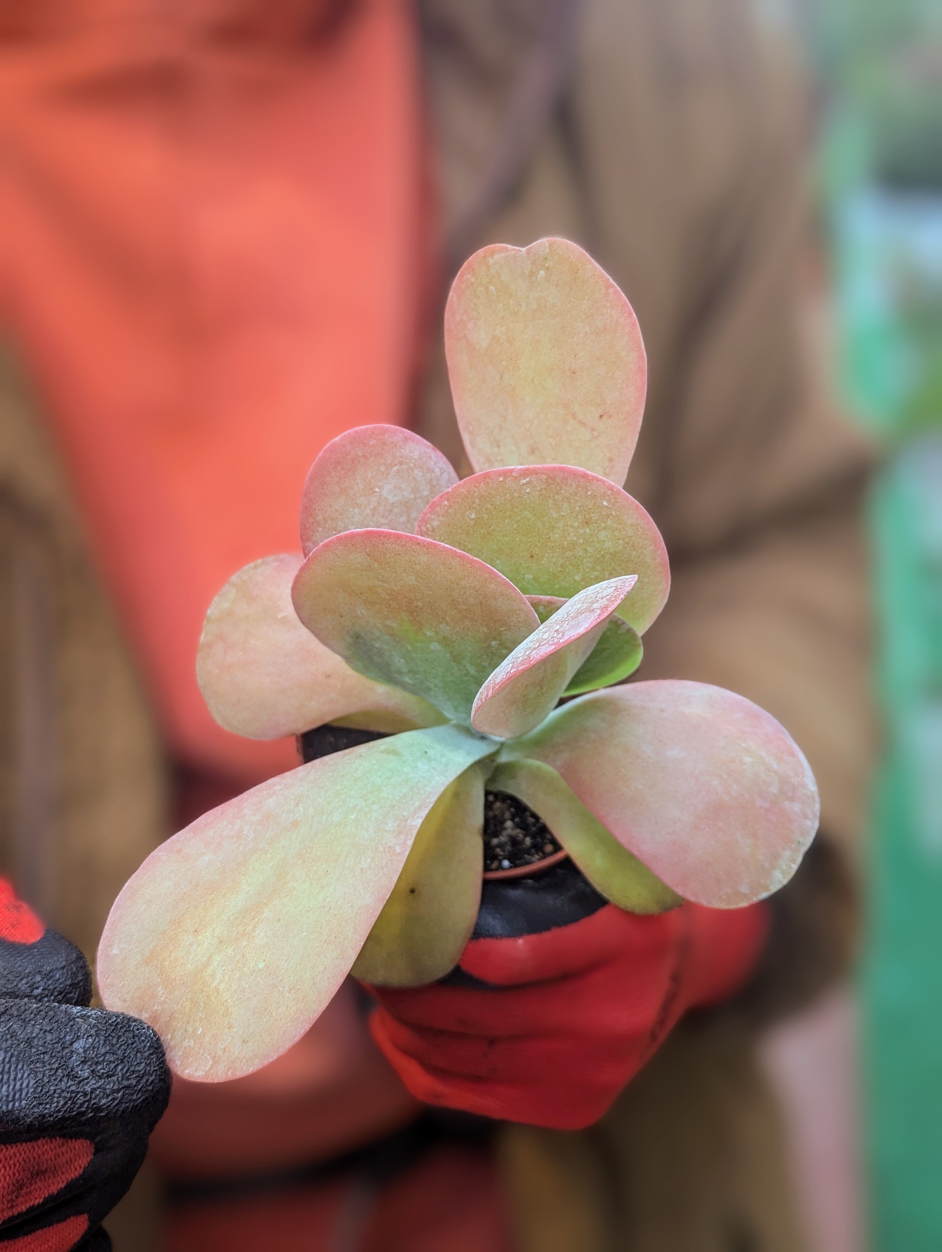 Kalanchoe Thyrsiflora