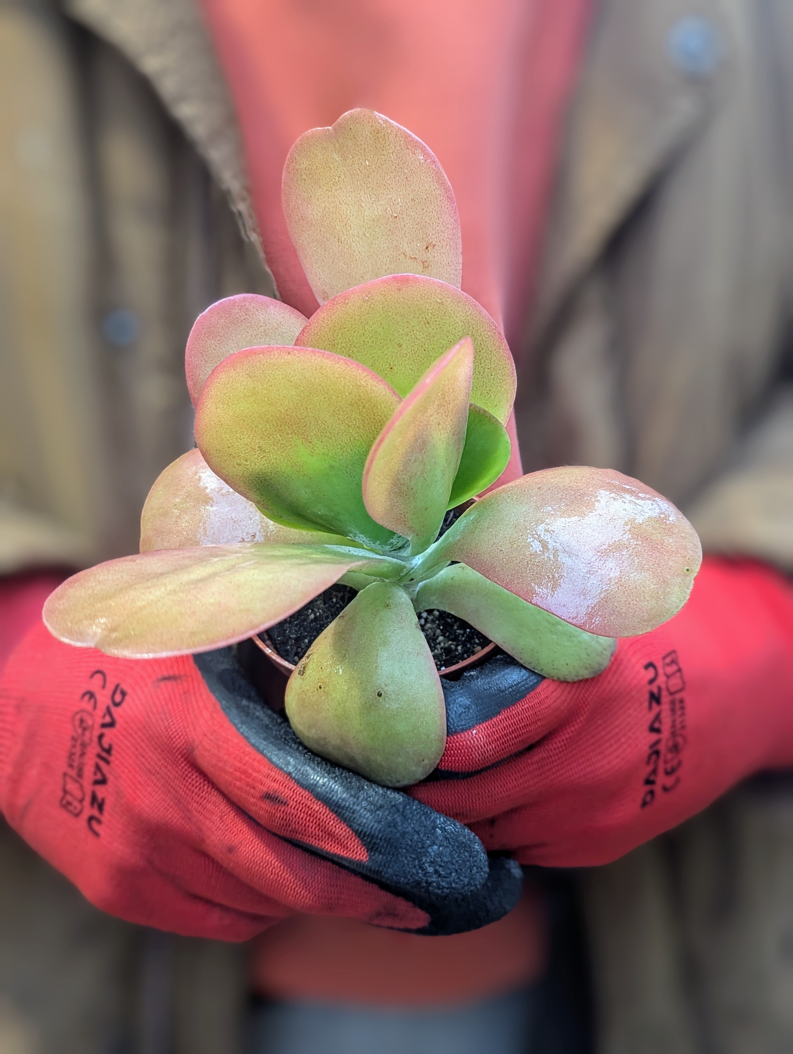 Kalanchoe Thyrsiflora