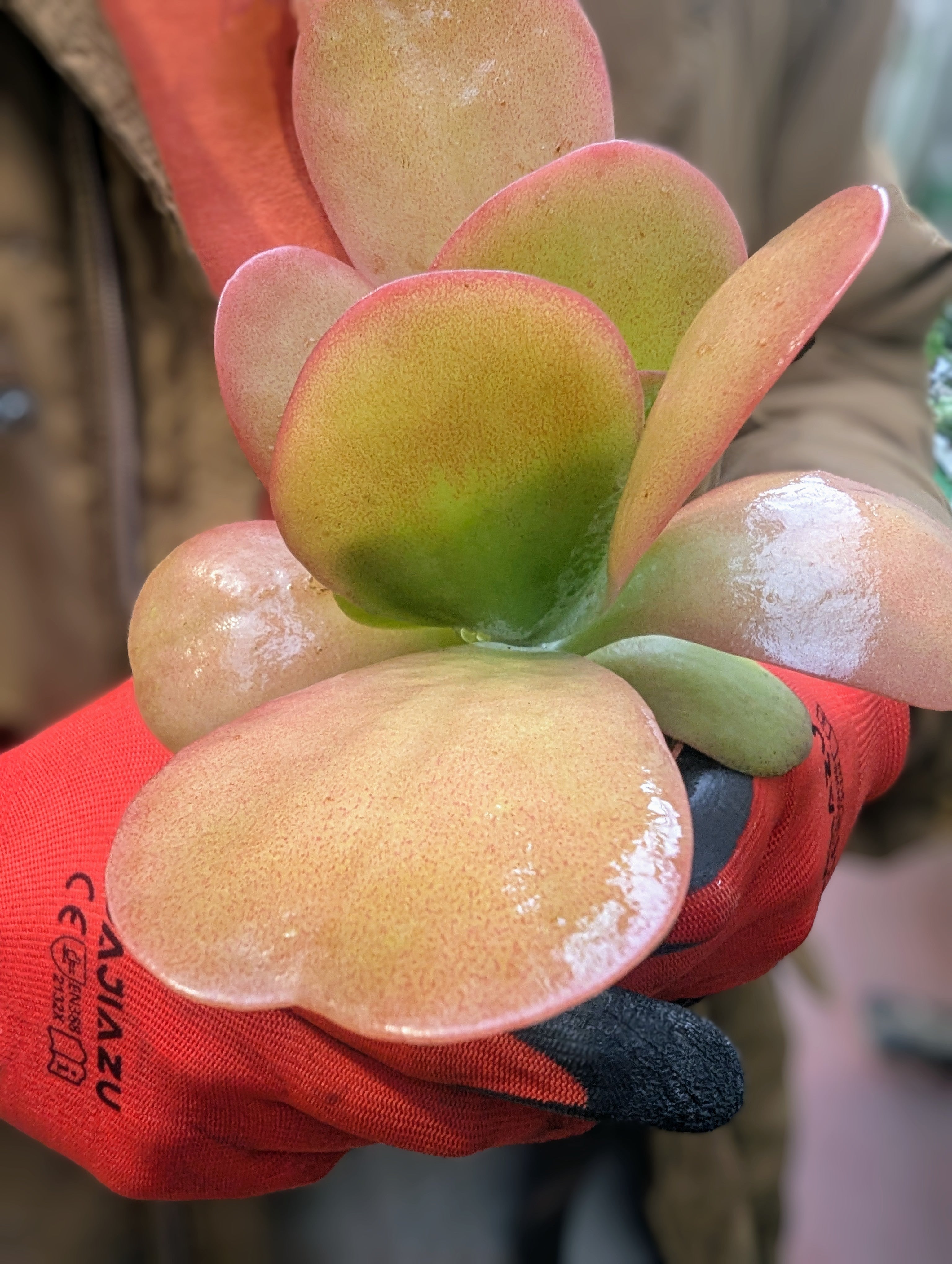 Kalanchoe Thyrsiflora