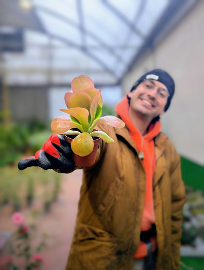 Kalanchoe Thyrsiflora