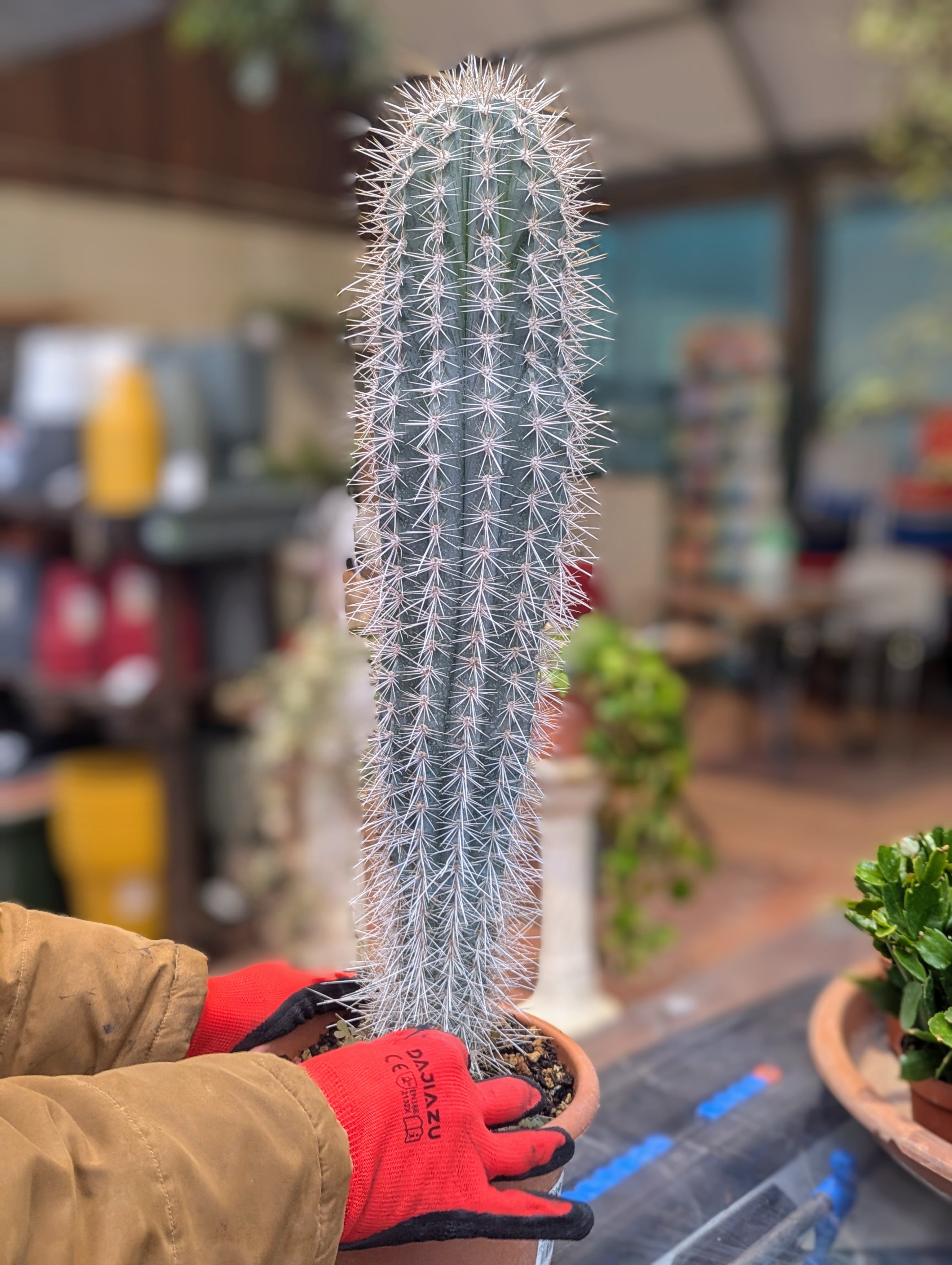 Pachycereus Pringlei
