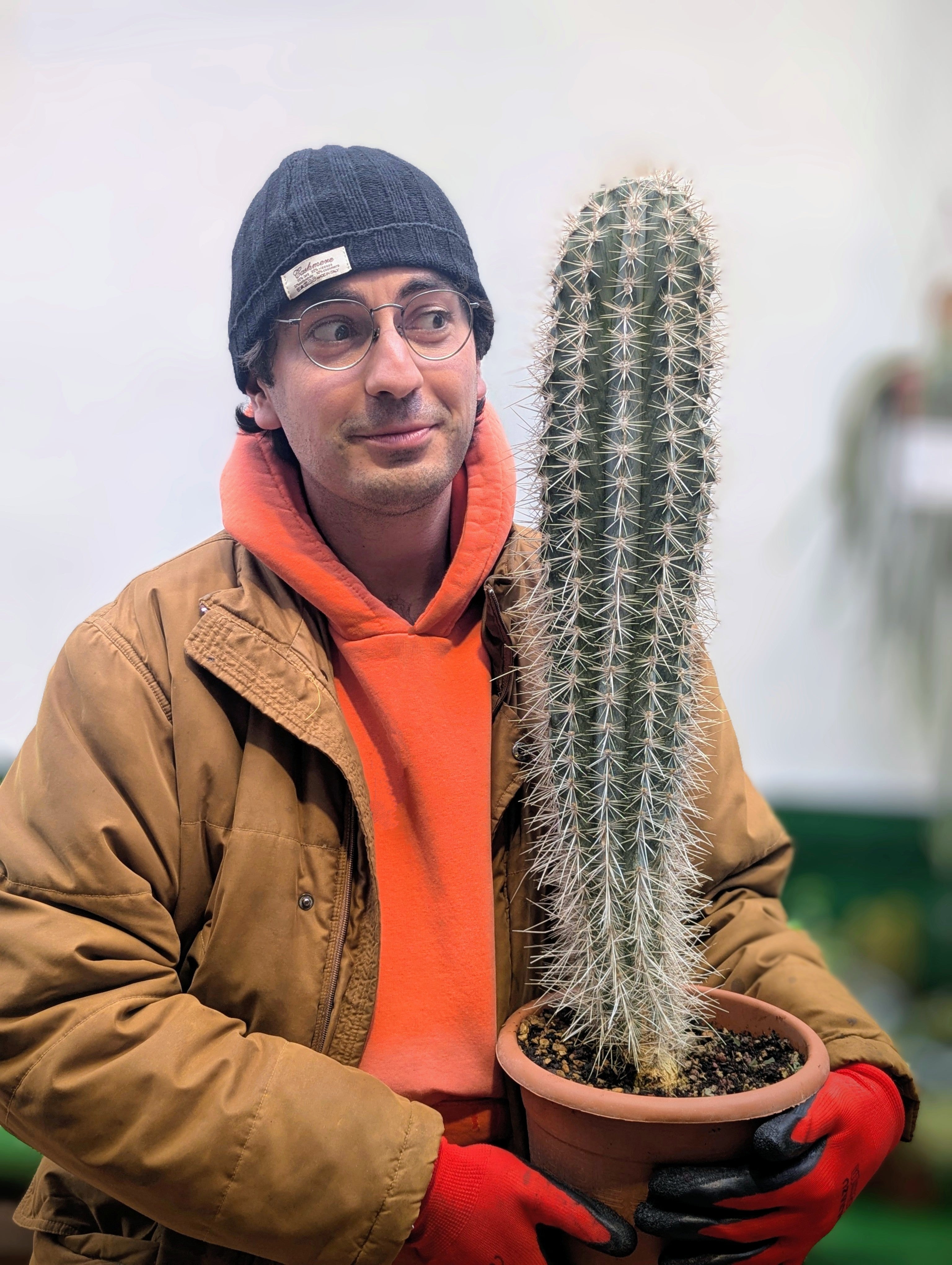 Pachycereus Pringlei