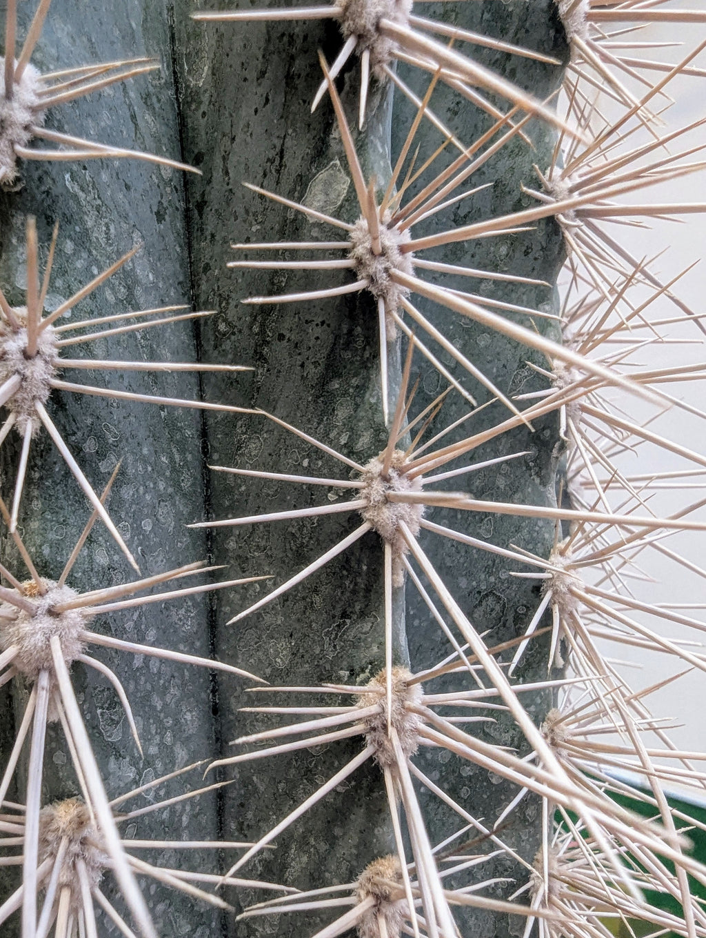 Pachycereus Pringlei