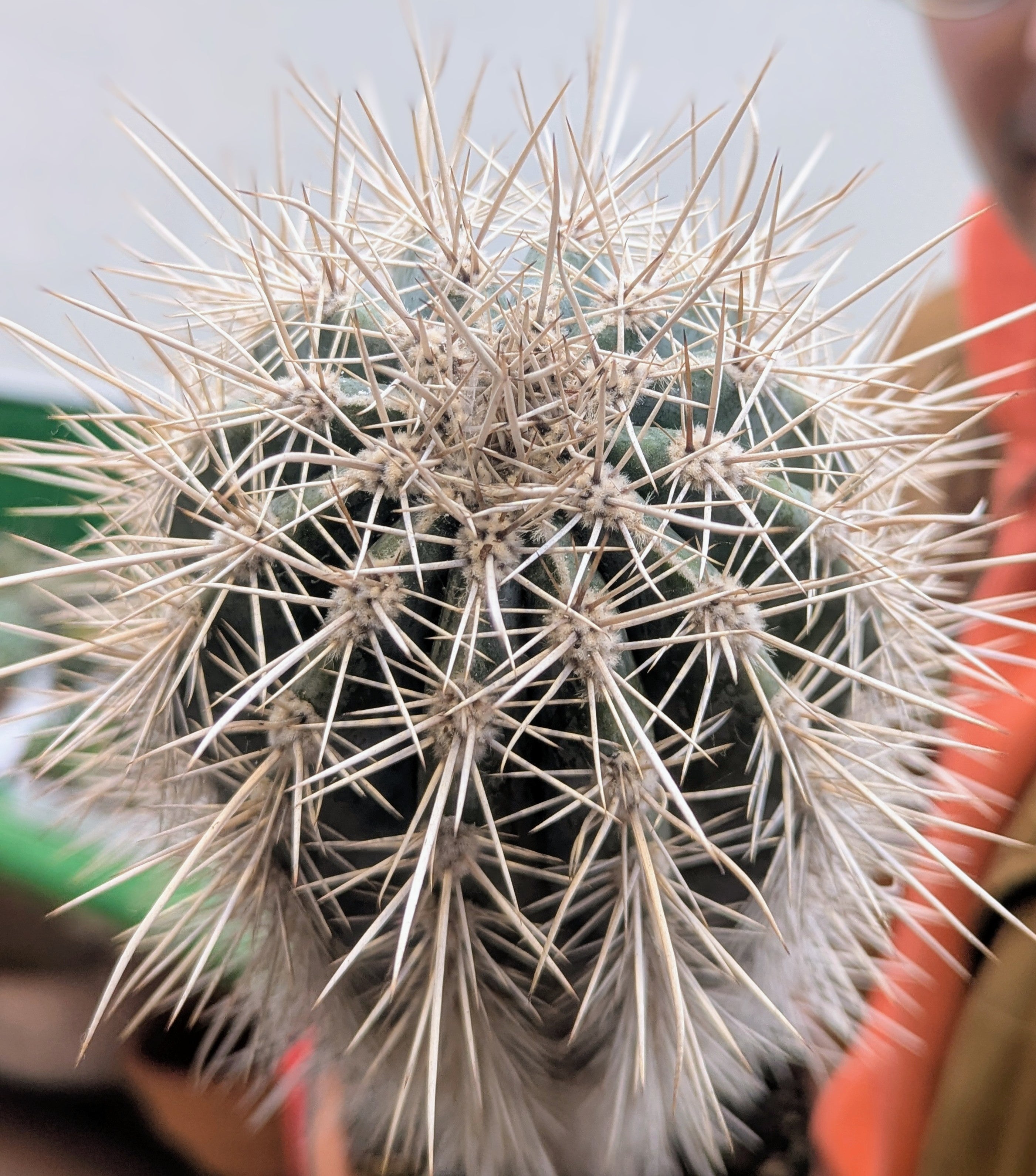 Pachycereus Pringlei
