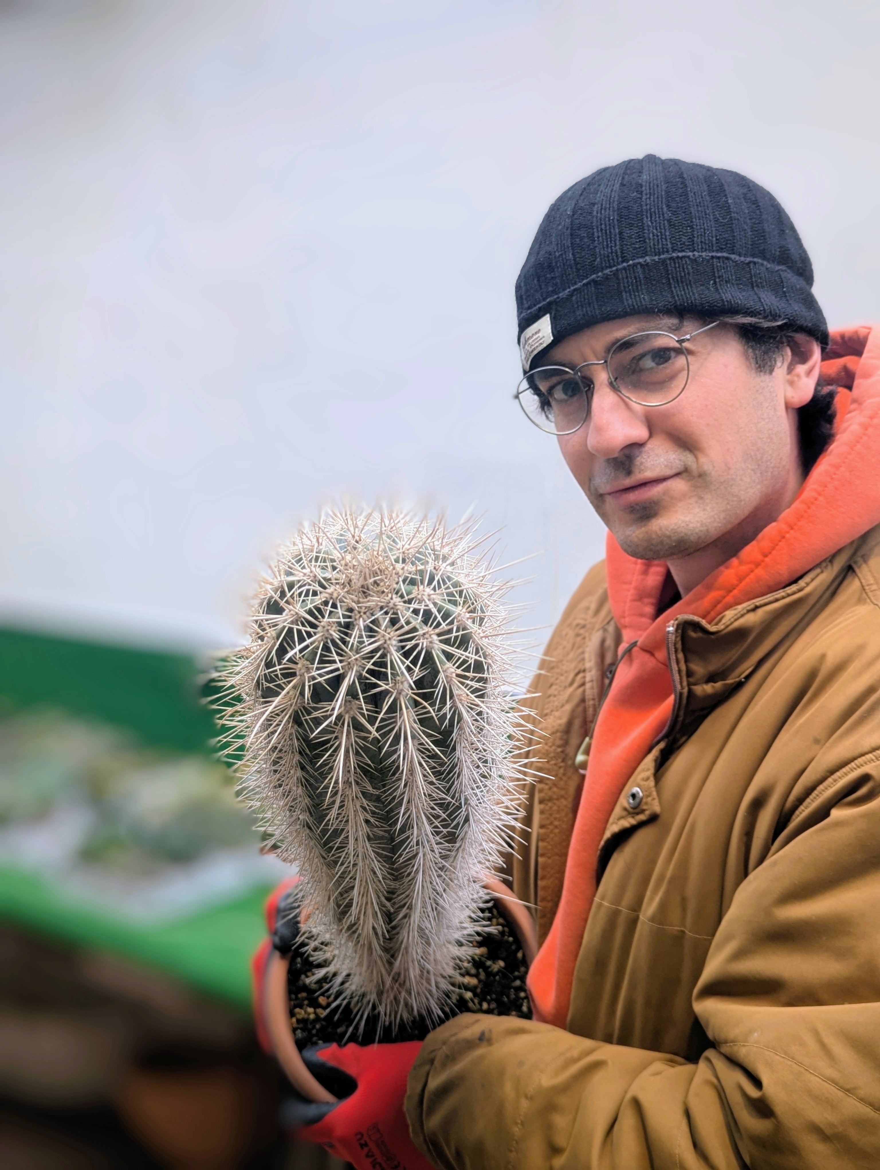 Pachycereus Pringlei