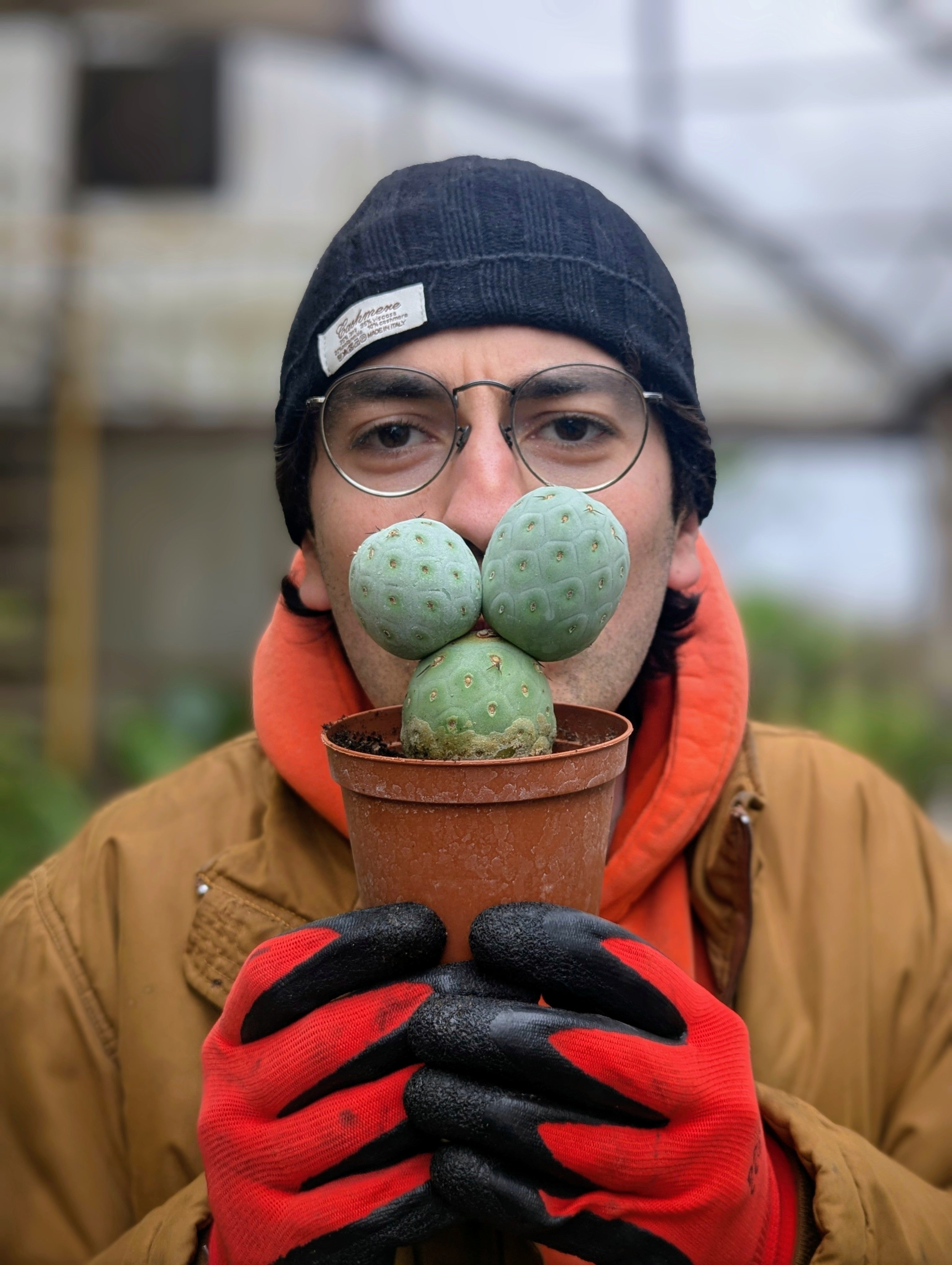 Tephrocactus Geometricus