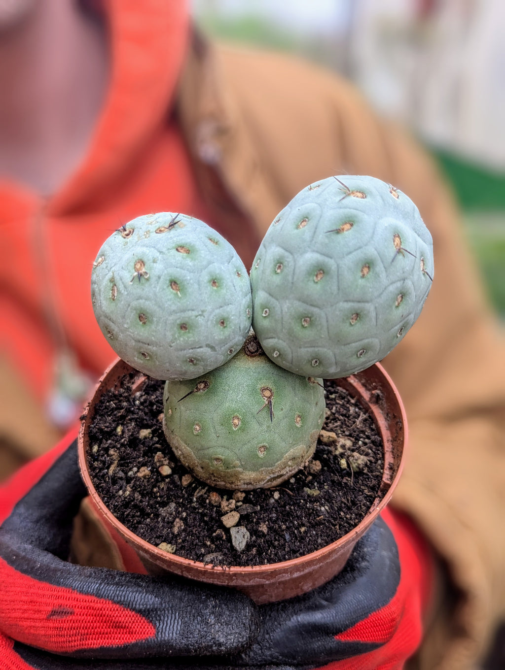 Tephrocactus Geometricus