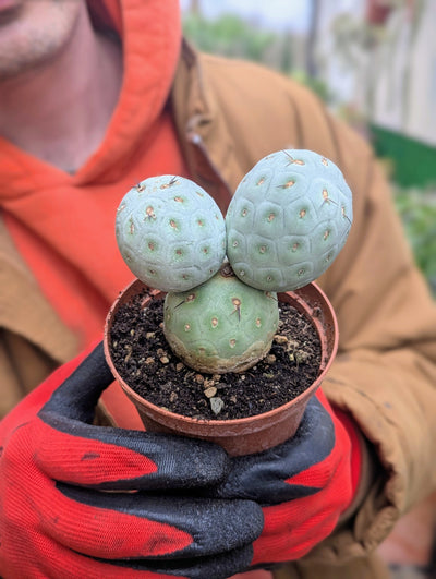 Tephrocactus Geometricus
