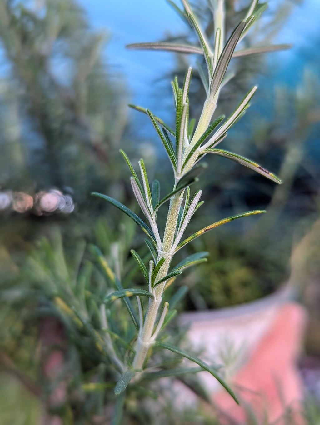 Salvia Rosmarinus 'Prostratus'