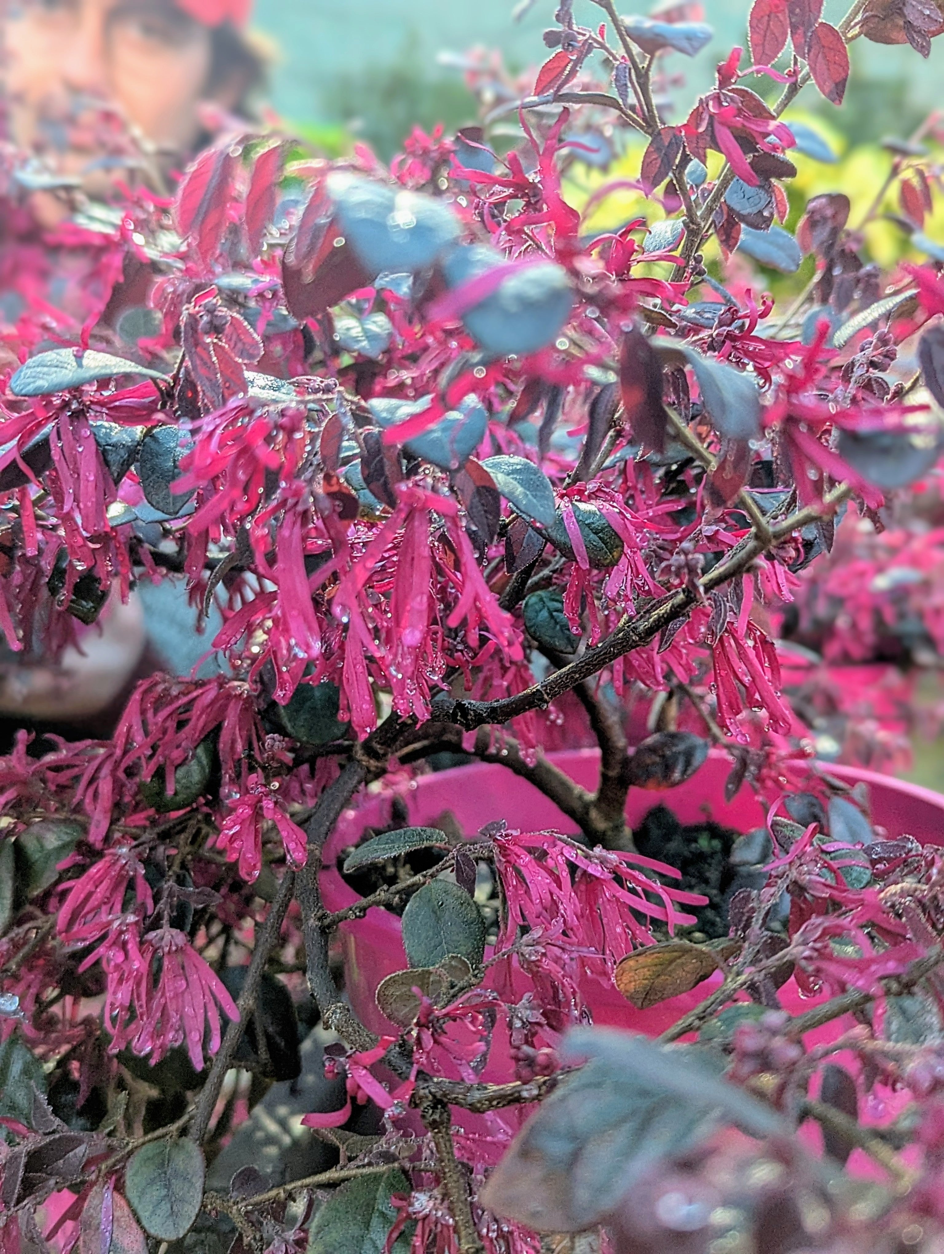 Loropetalum Chinensis (var. Rubrum)