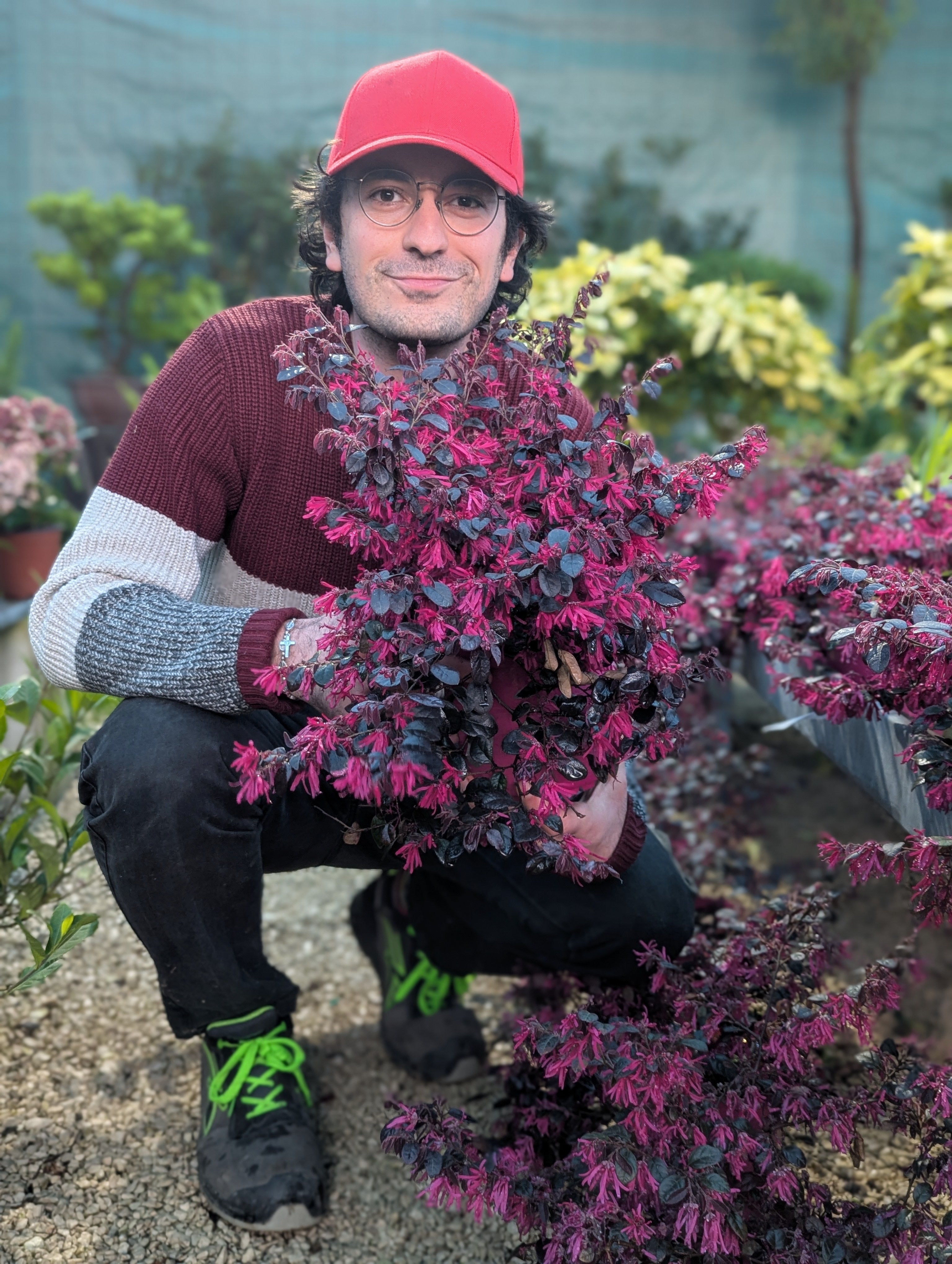 Loropetalum Chinensis (var. Rubrum)