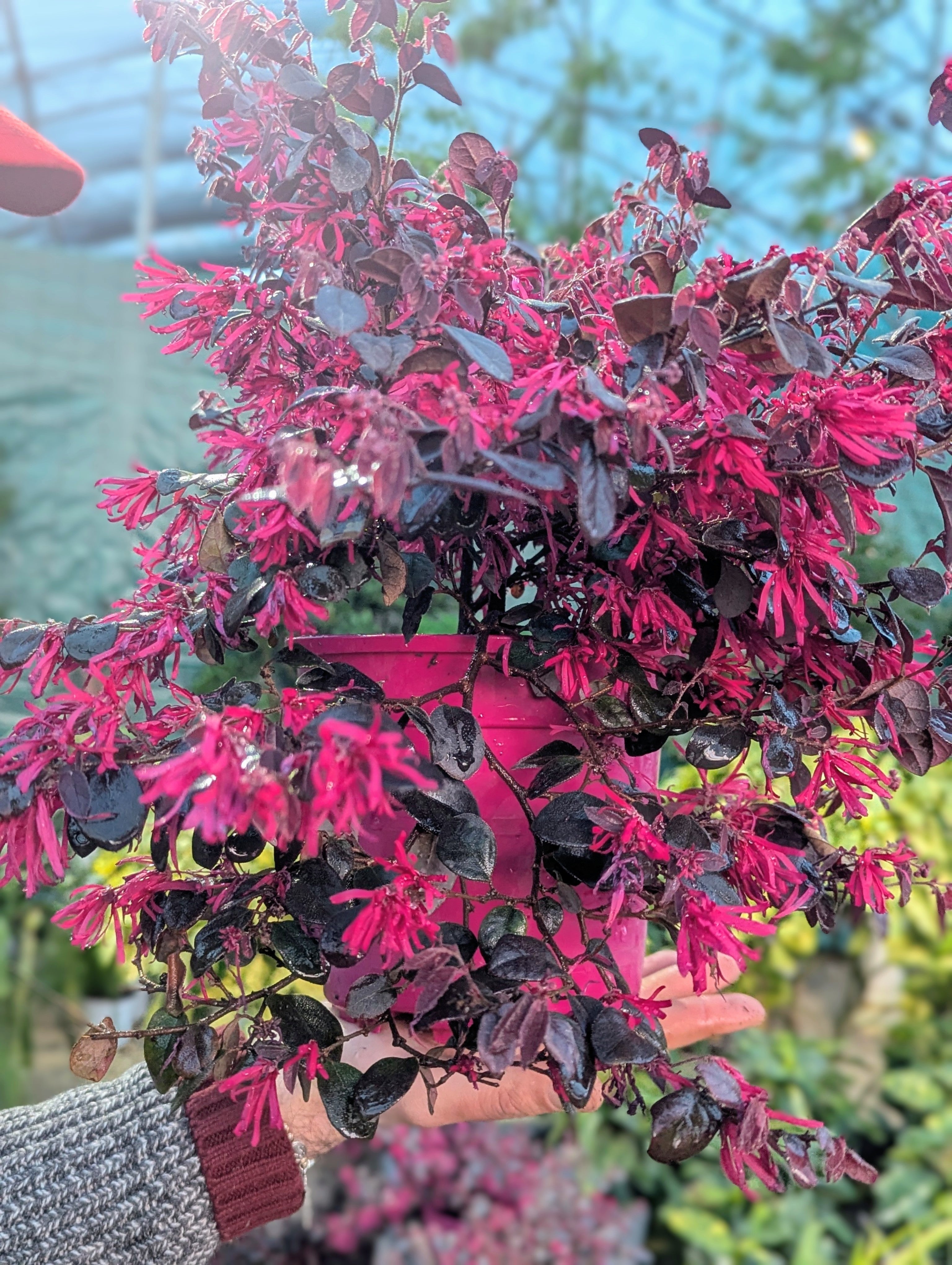 Loropetalum Chinensis (var. Rubrum)