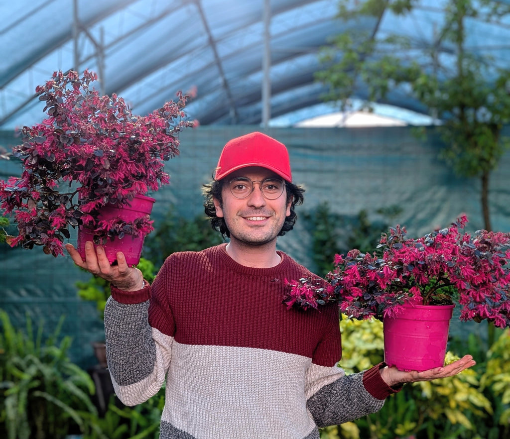 Loropetalum Chinensis (var. Rubrum)