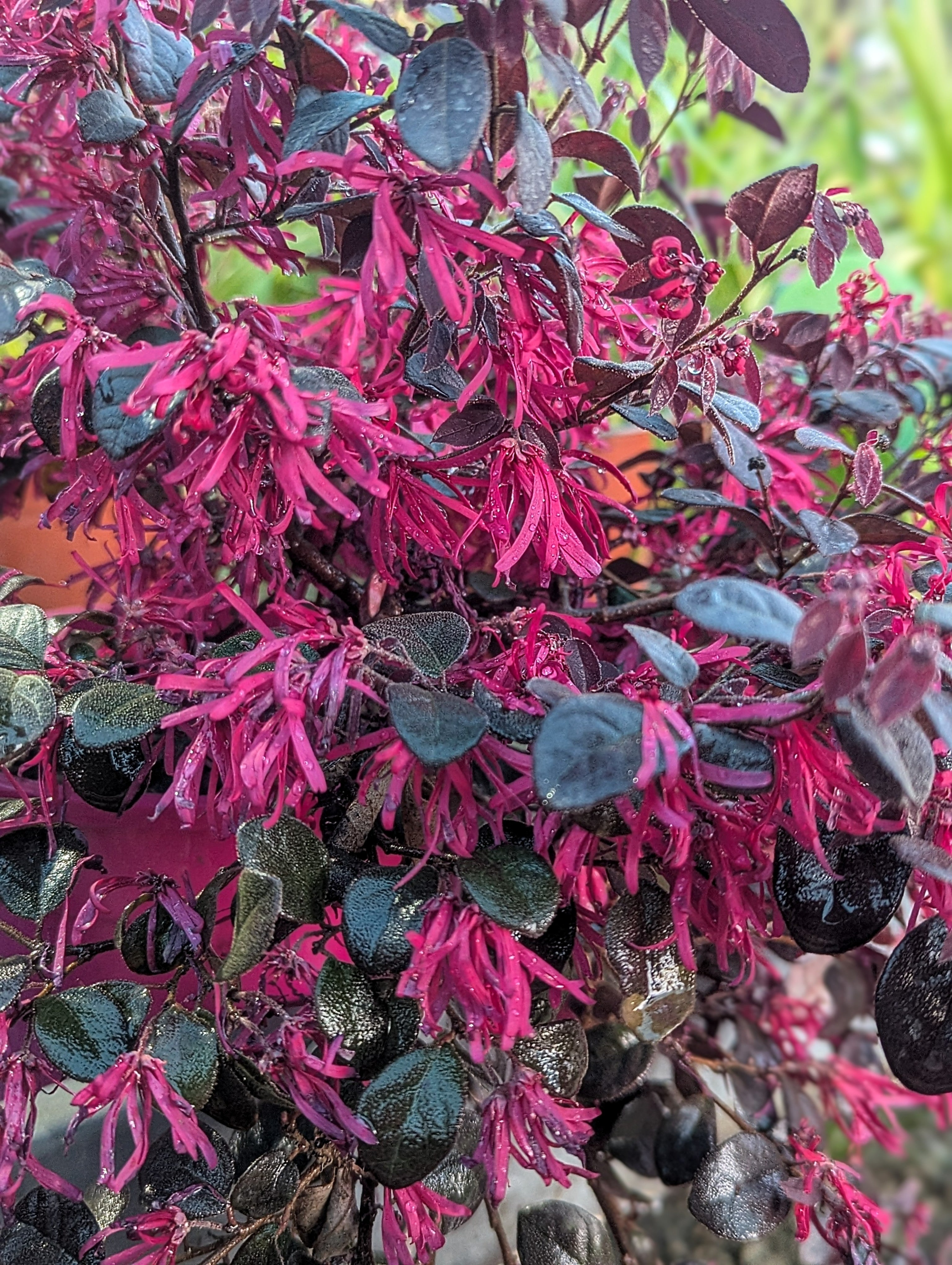 Loropetalum Chinensis (var. Rubrum)