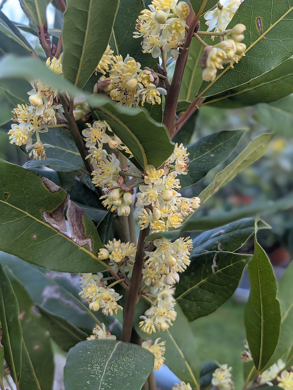 Laurus Nobilis