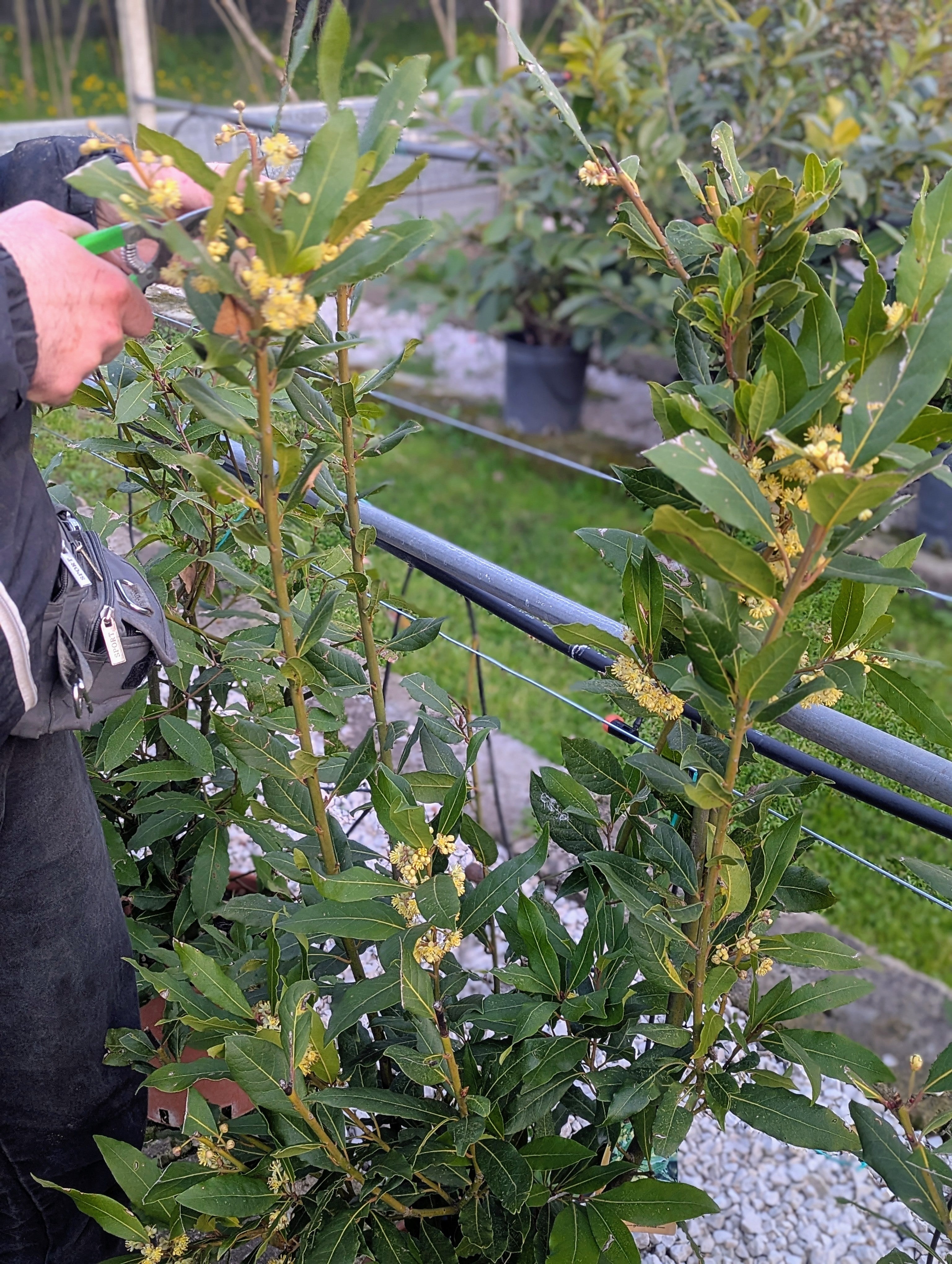 Laurus Nobilis