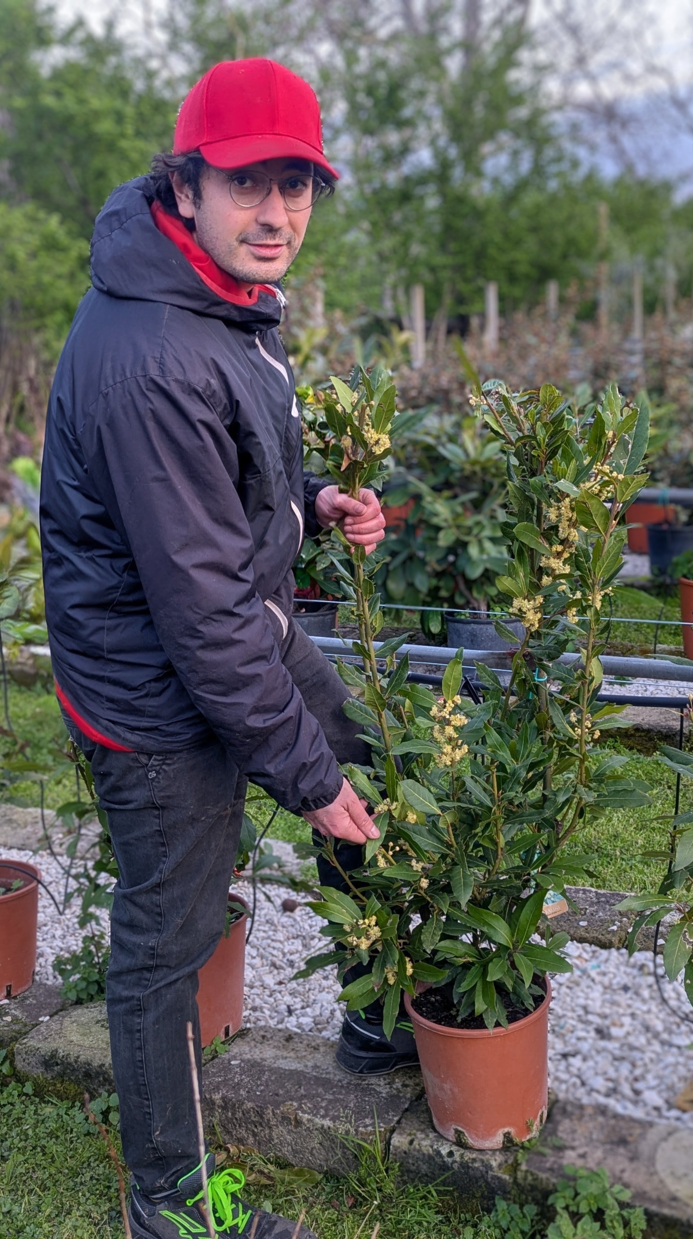 Laurus Nobilis