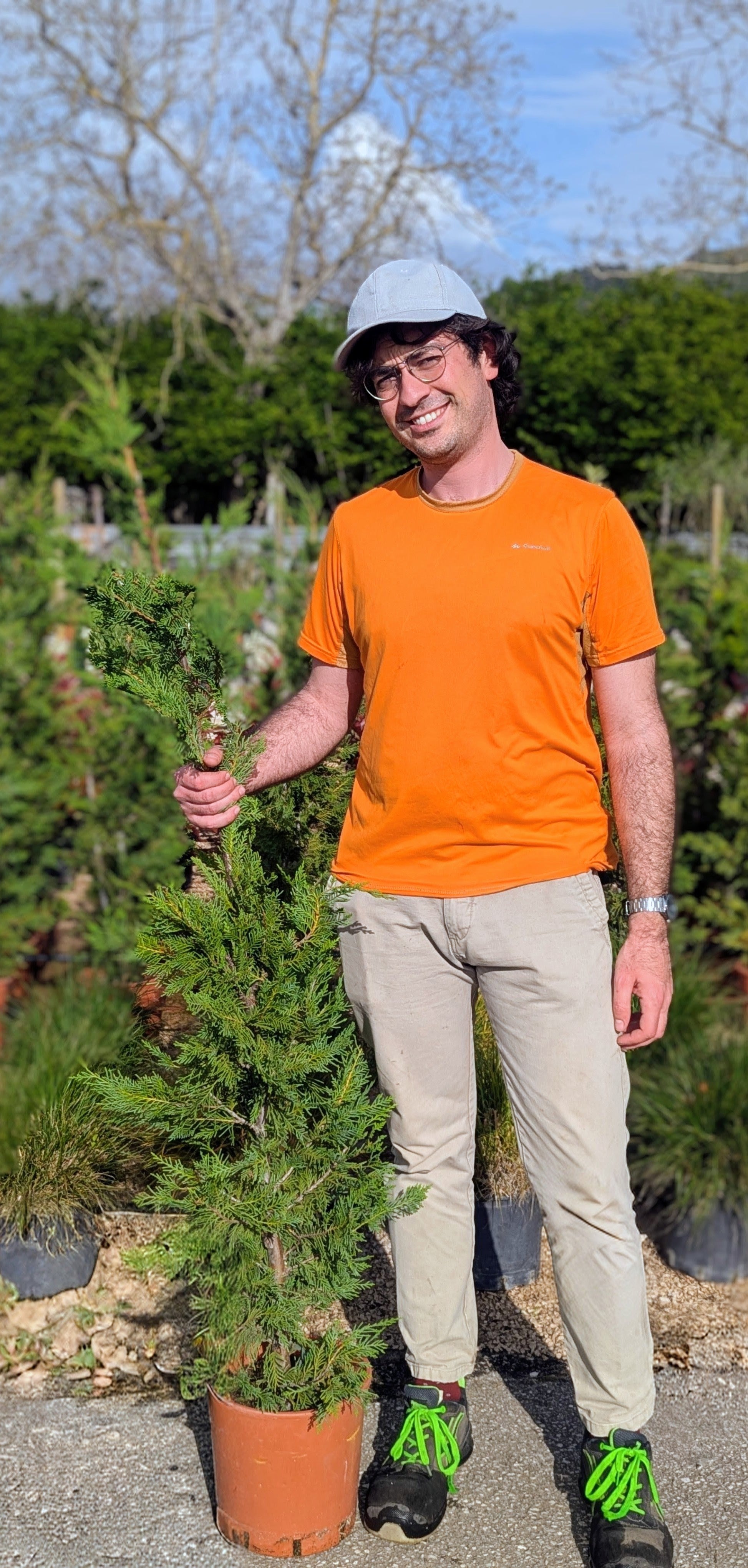 Cupressocyparis × Leylandii