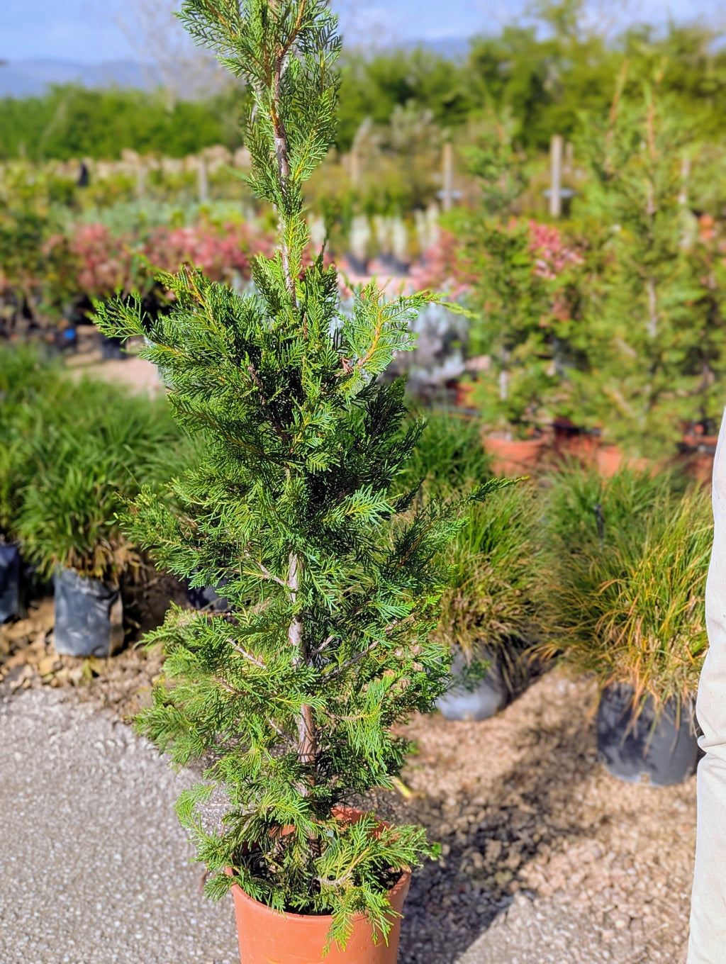 Cupressocyparis × Leylandii