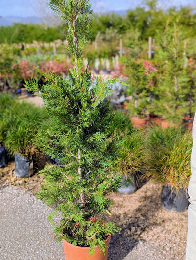 Cupressocyparis × Leylandii