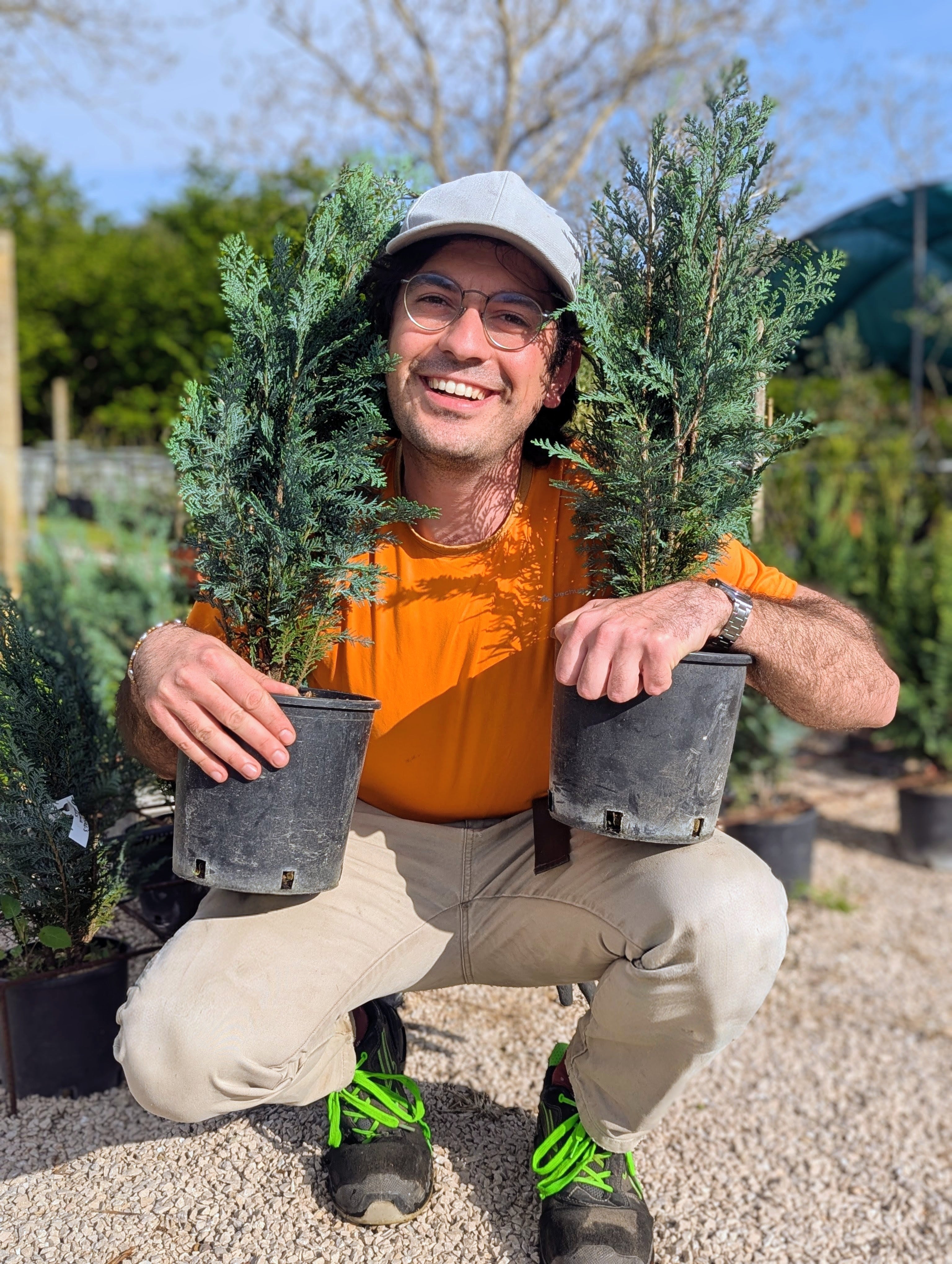 Chamaecyparis lawsoniana ‘Columnaris’