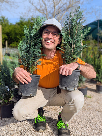 Chamaecyparis lawsoniana ‘Columnaris’