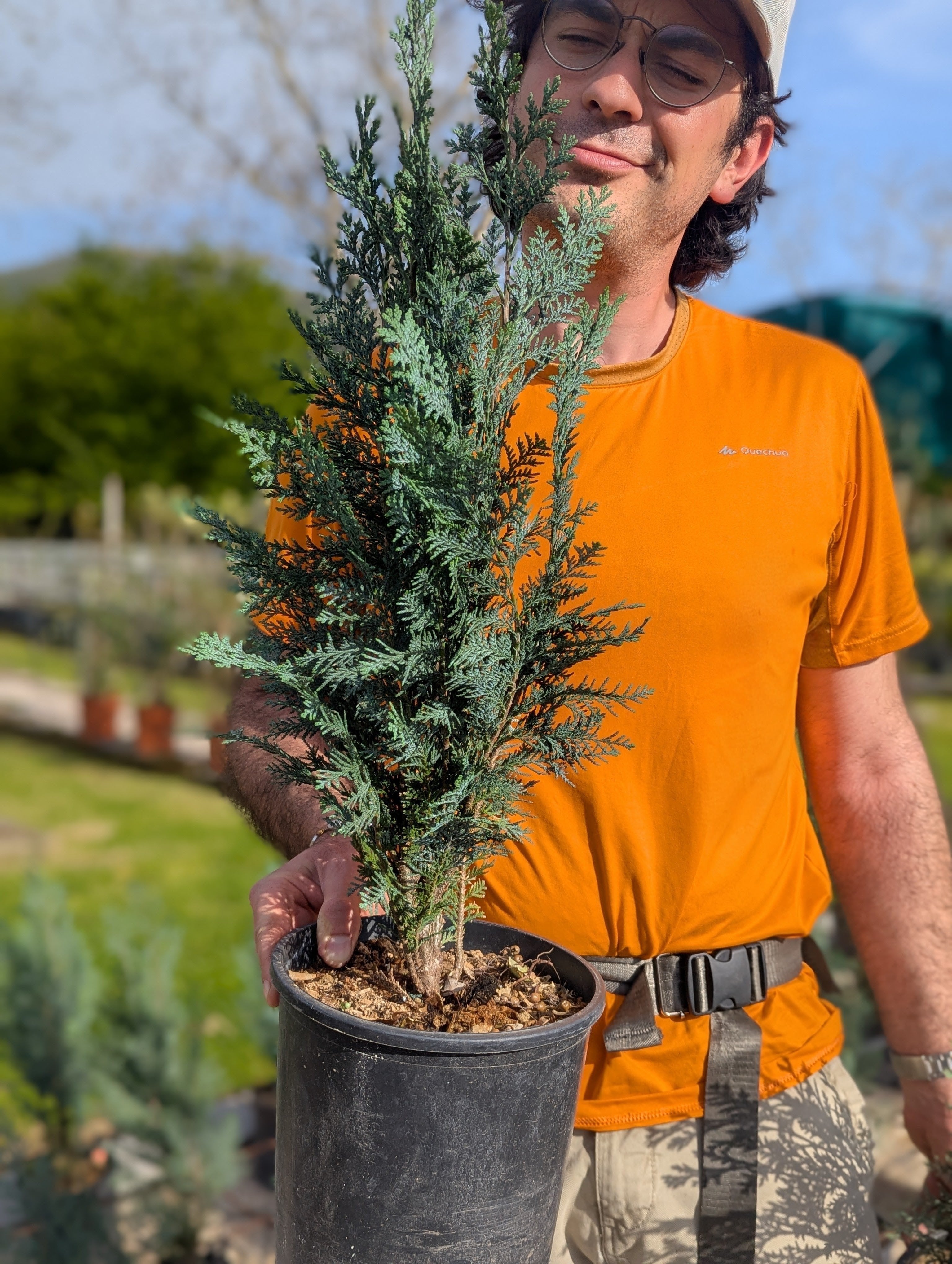 Chamaecyparis lawsoniana ‘Columnaris’