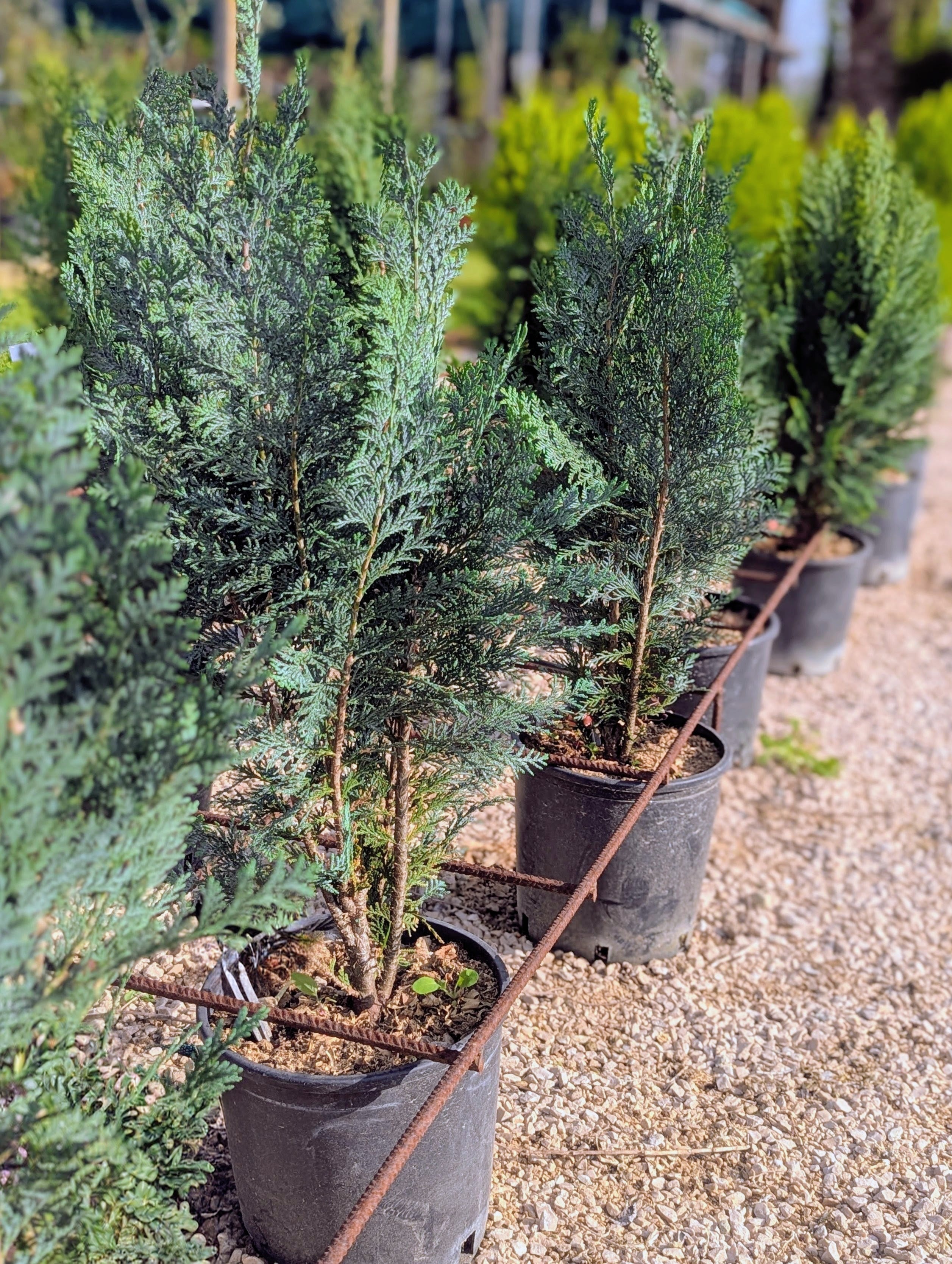 Chamaecyparis lawsoniana ‘Columnaris’