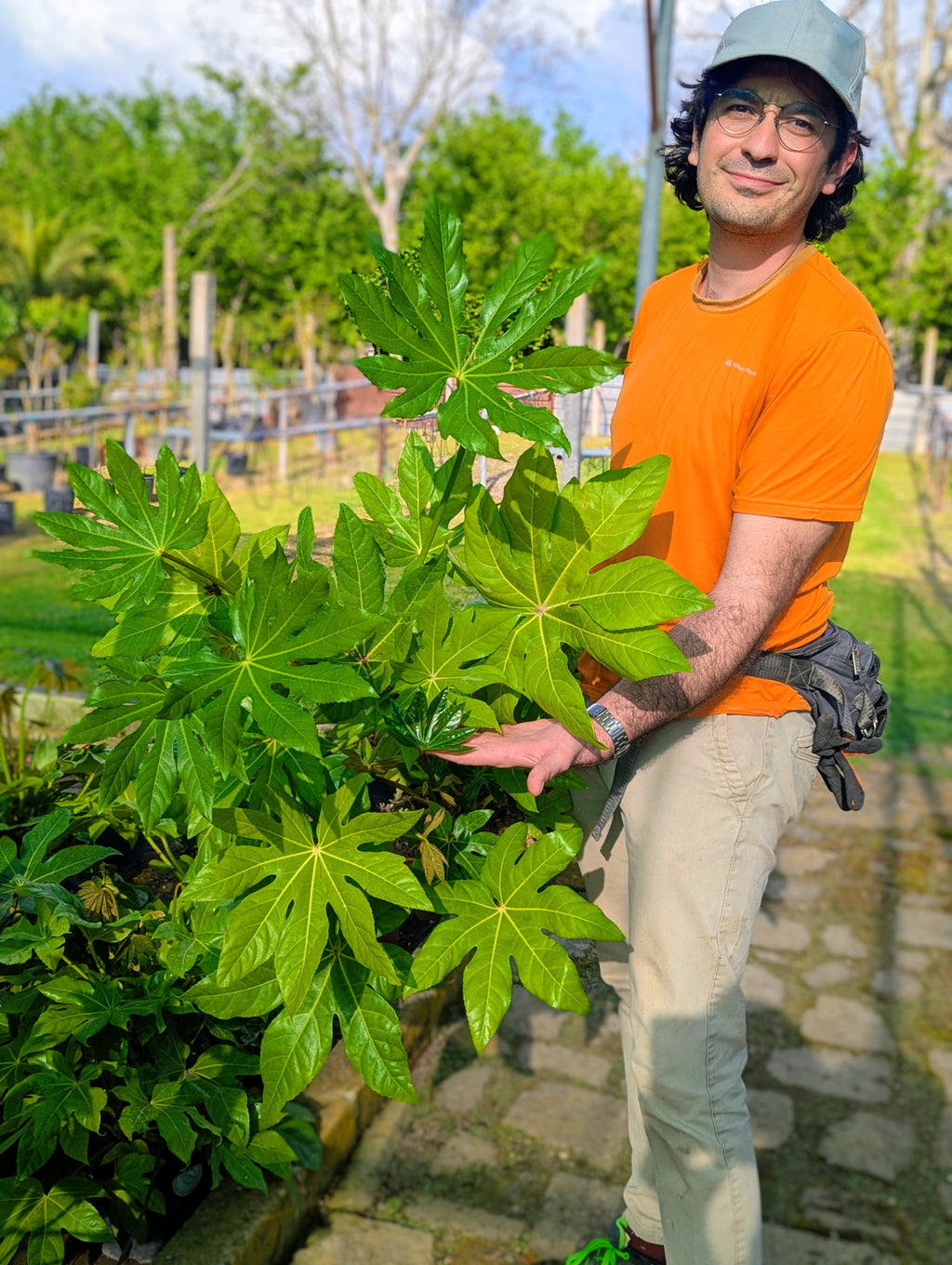 Fatsia Japonica