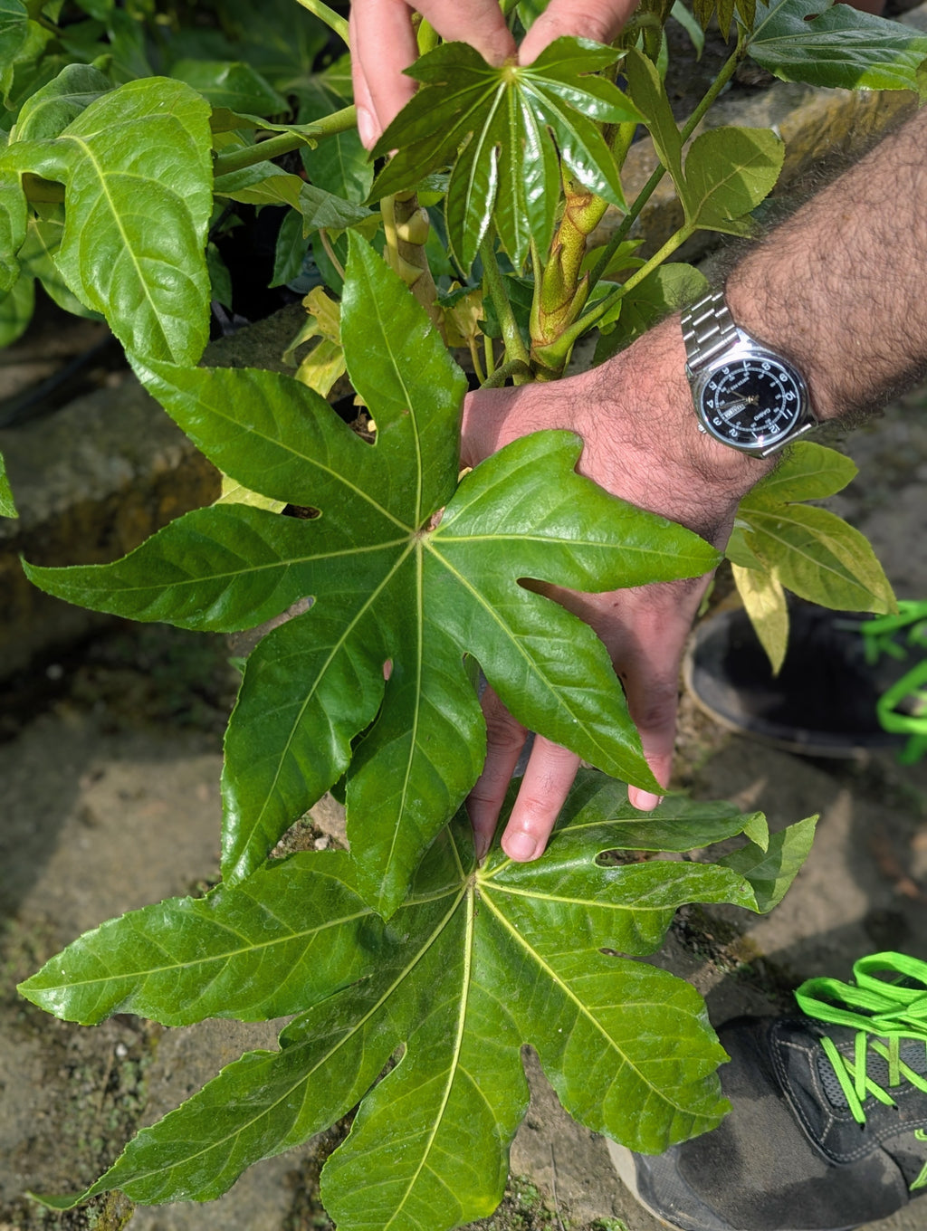 Fatsia Japonica