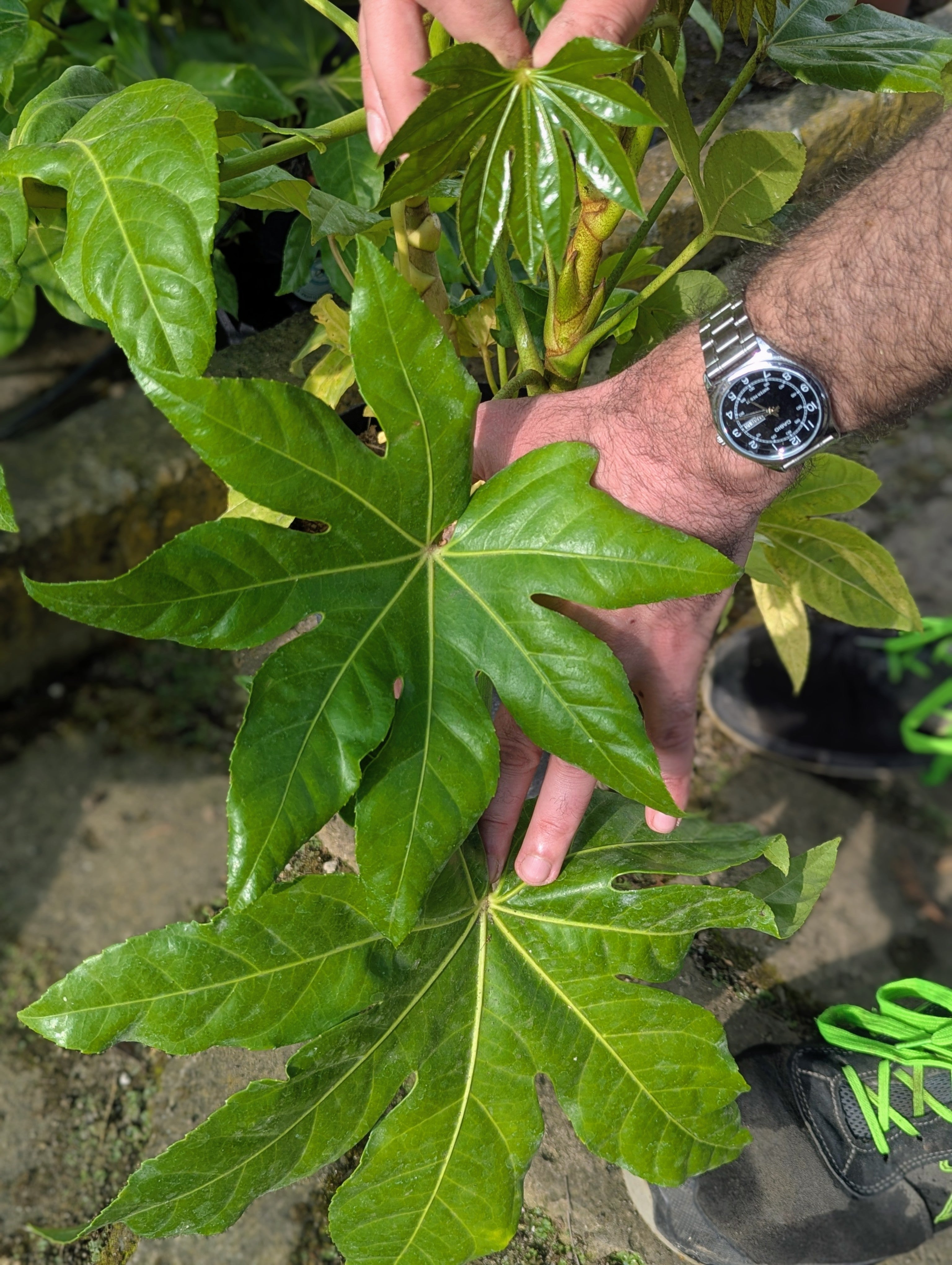 Fatsia Japonica