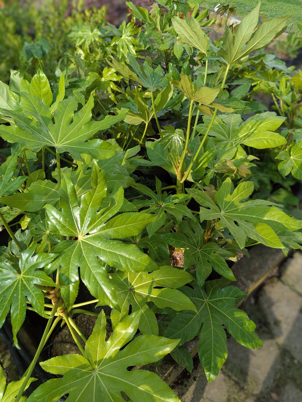 Fatsia Japonica