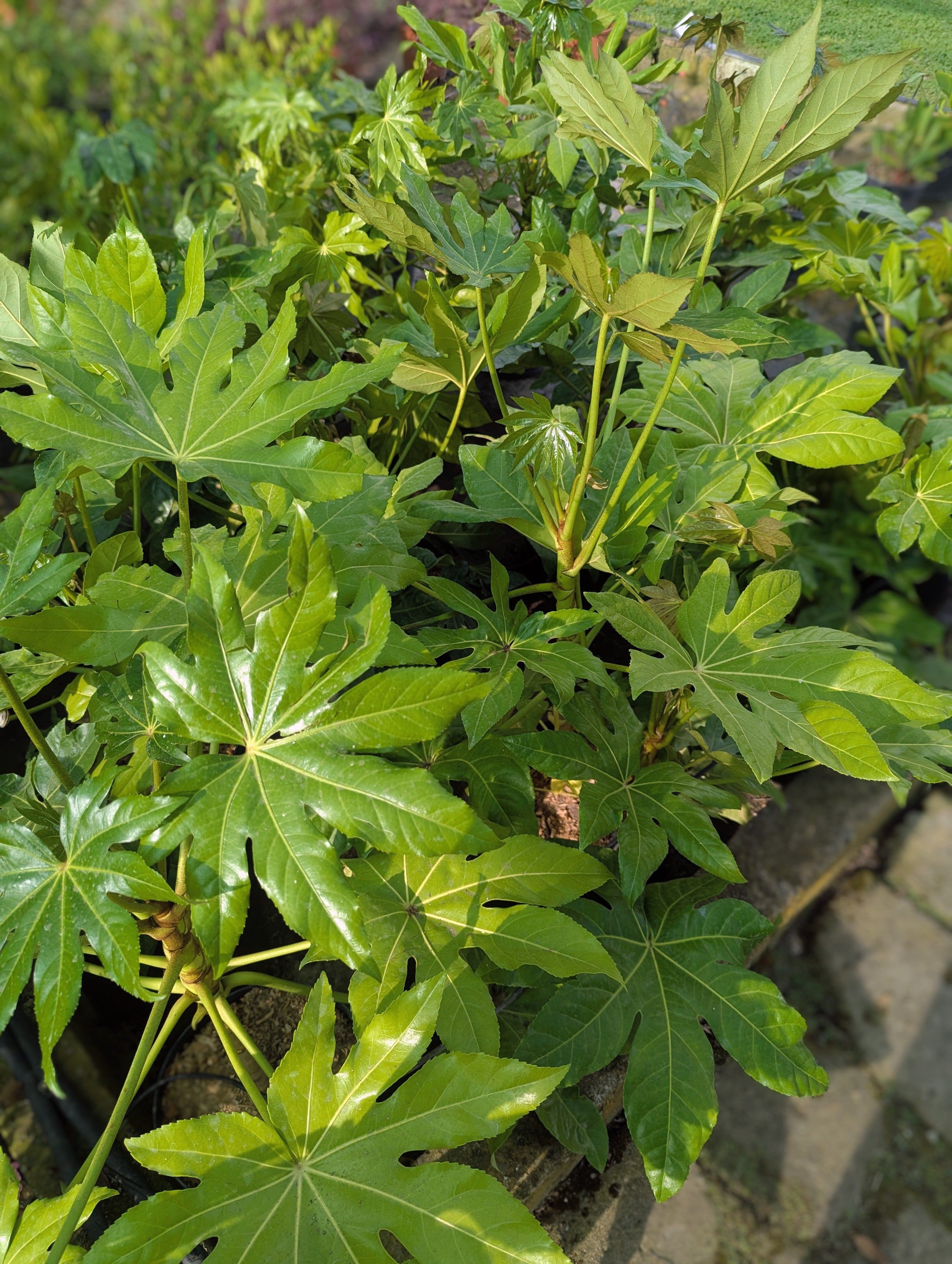 Fatsia Japonica