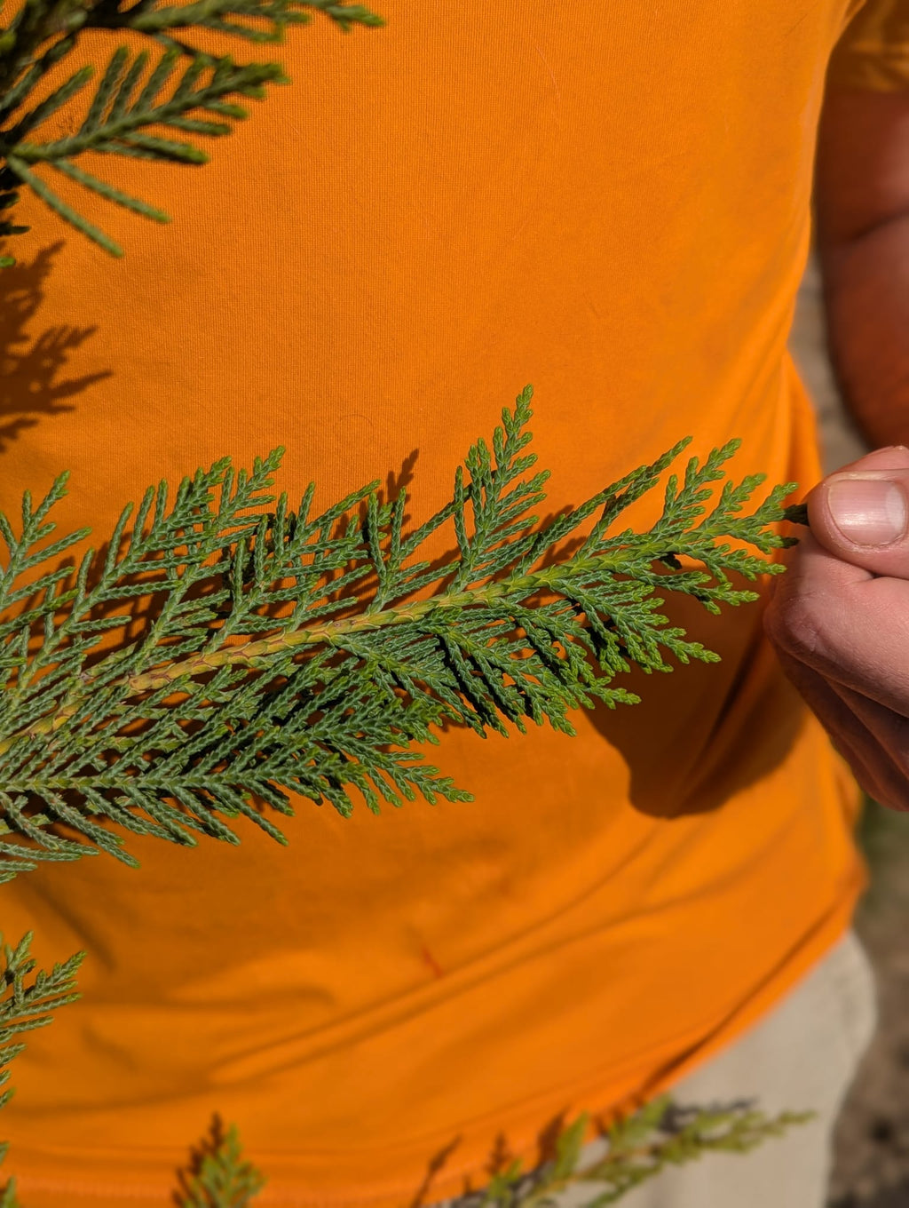 Cupressocyparis × Leylandii