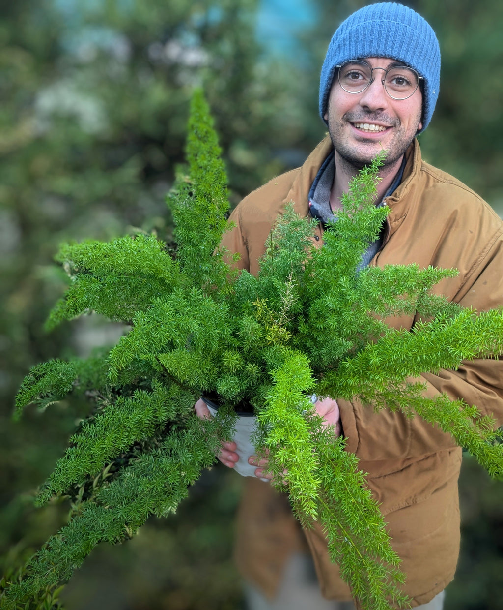 Asparagus Densiflorus Myersii
