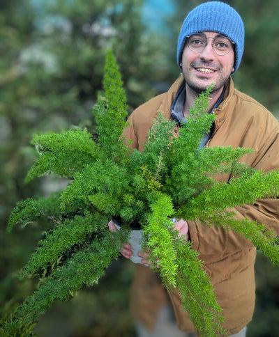 Asparagus Densiflorus Myersii