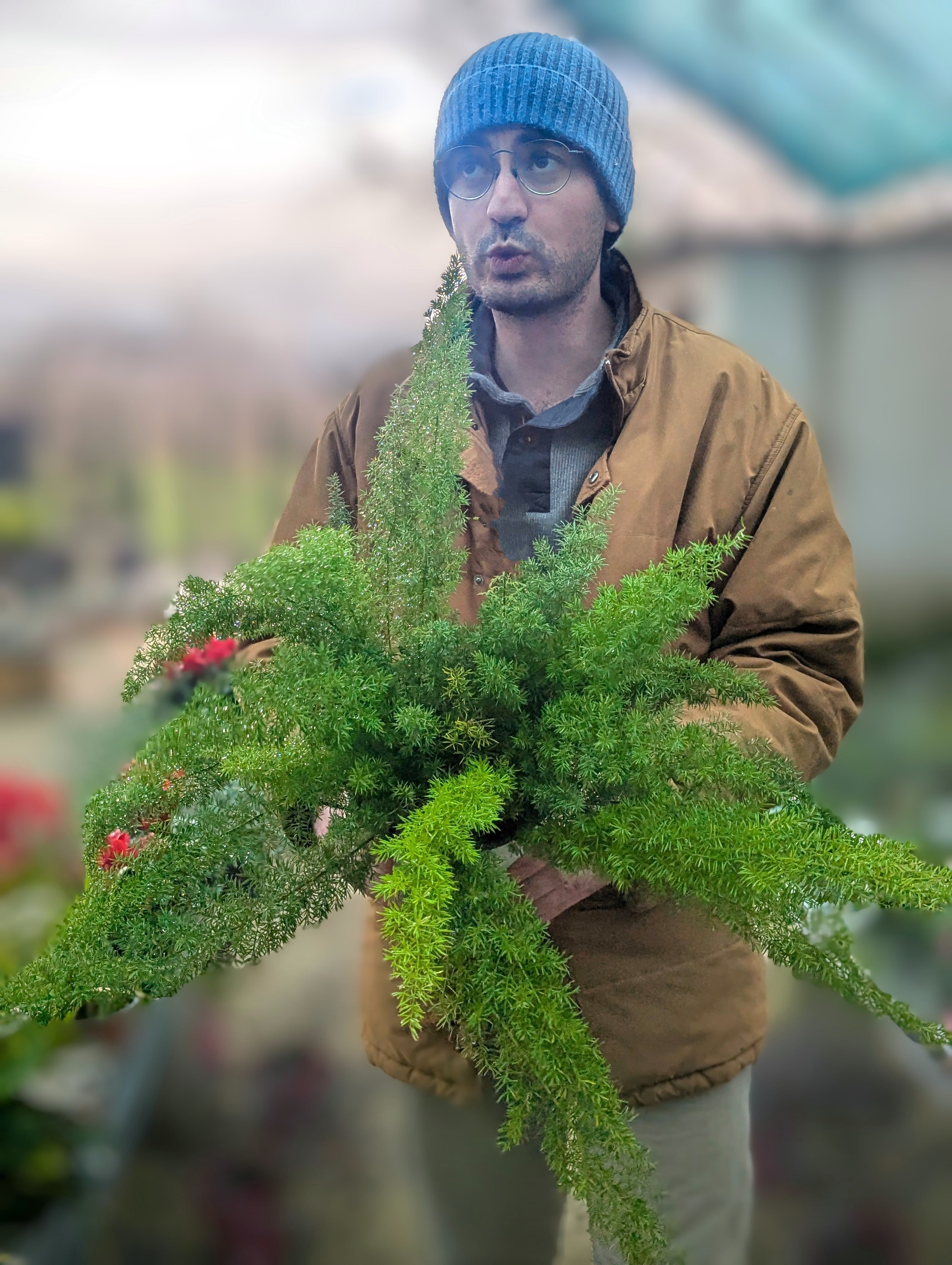 Asparagus Densiflorus Myersii