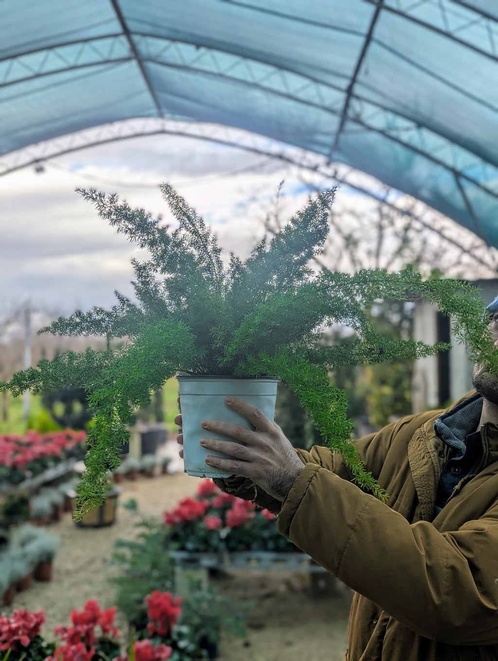 Asparagus Densiflorus Myersii