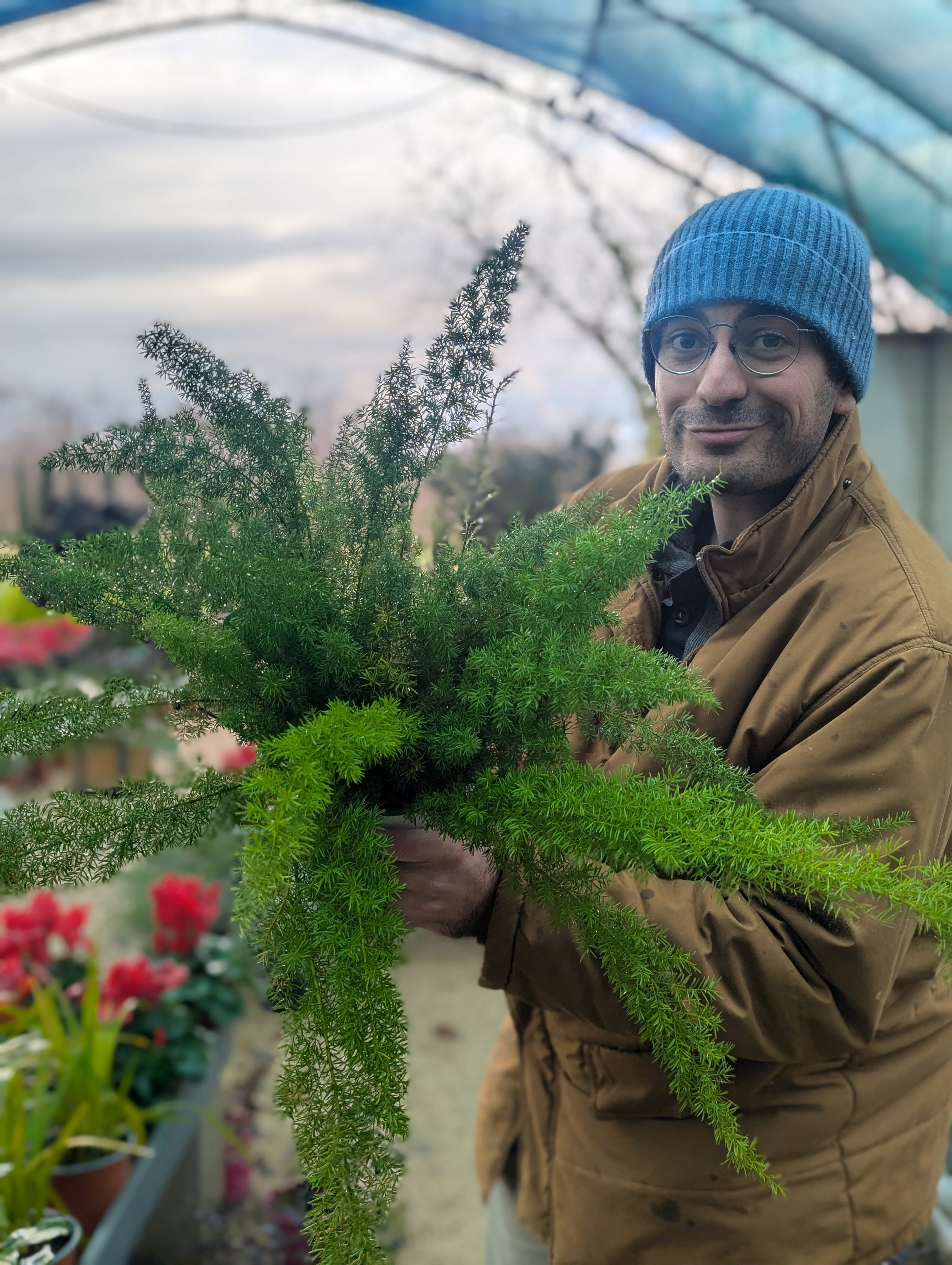 Asparagus Densiflorus Myersii
