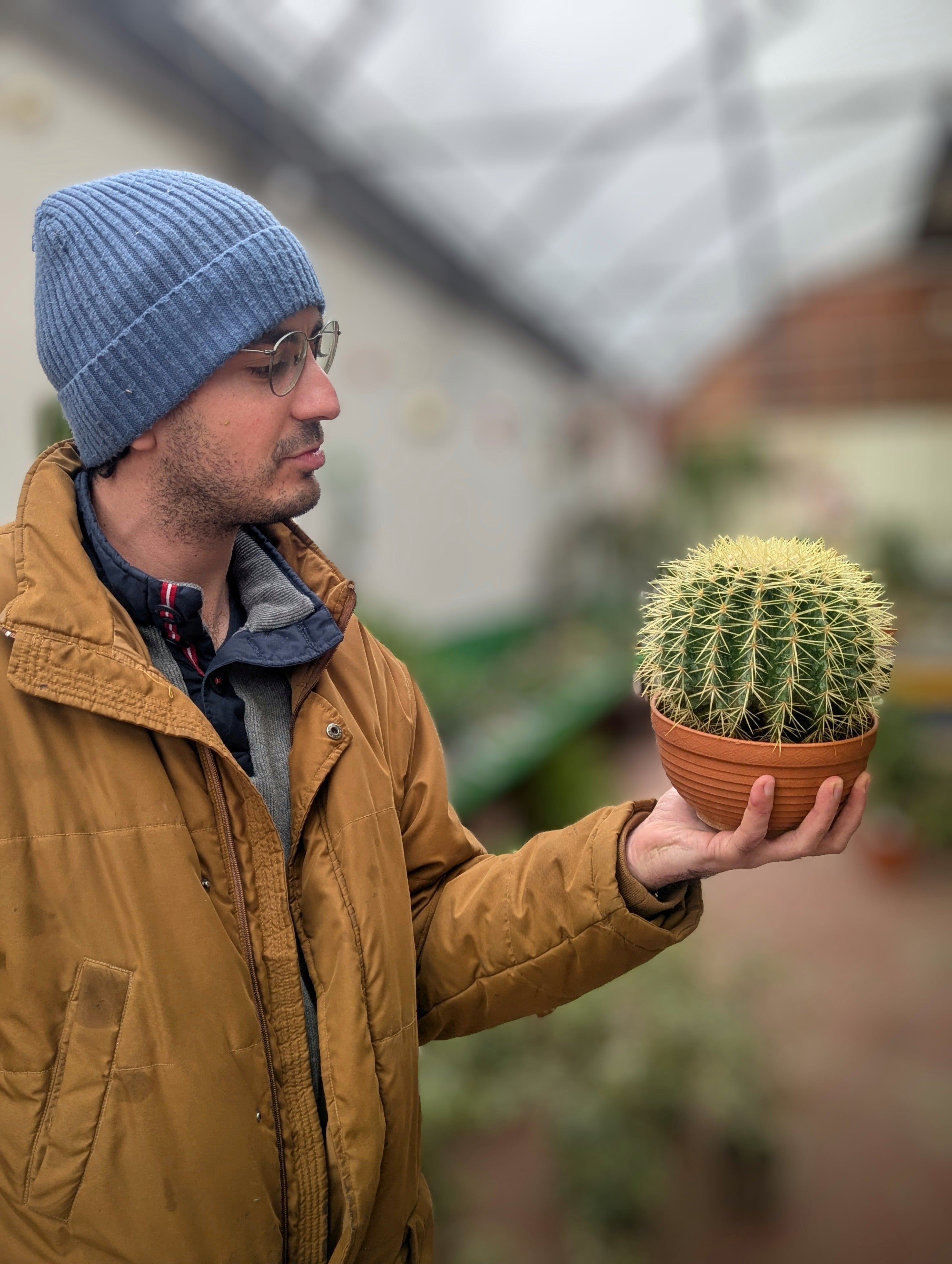 Echinocactus Grusonii