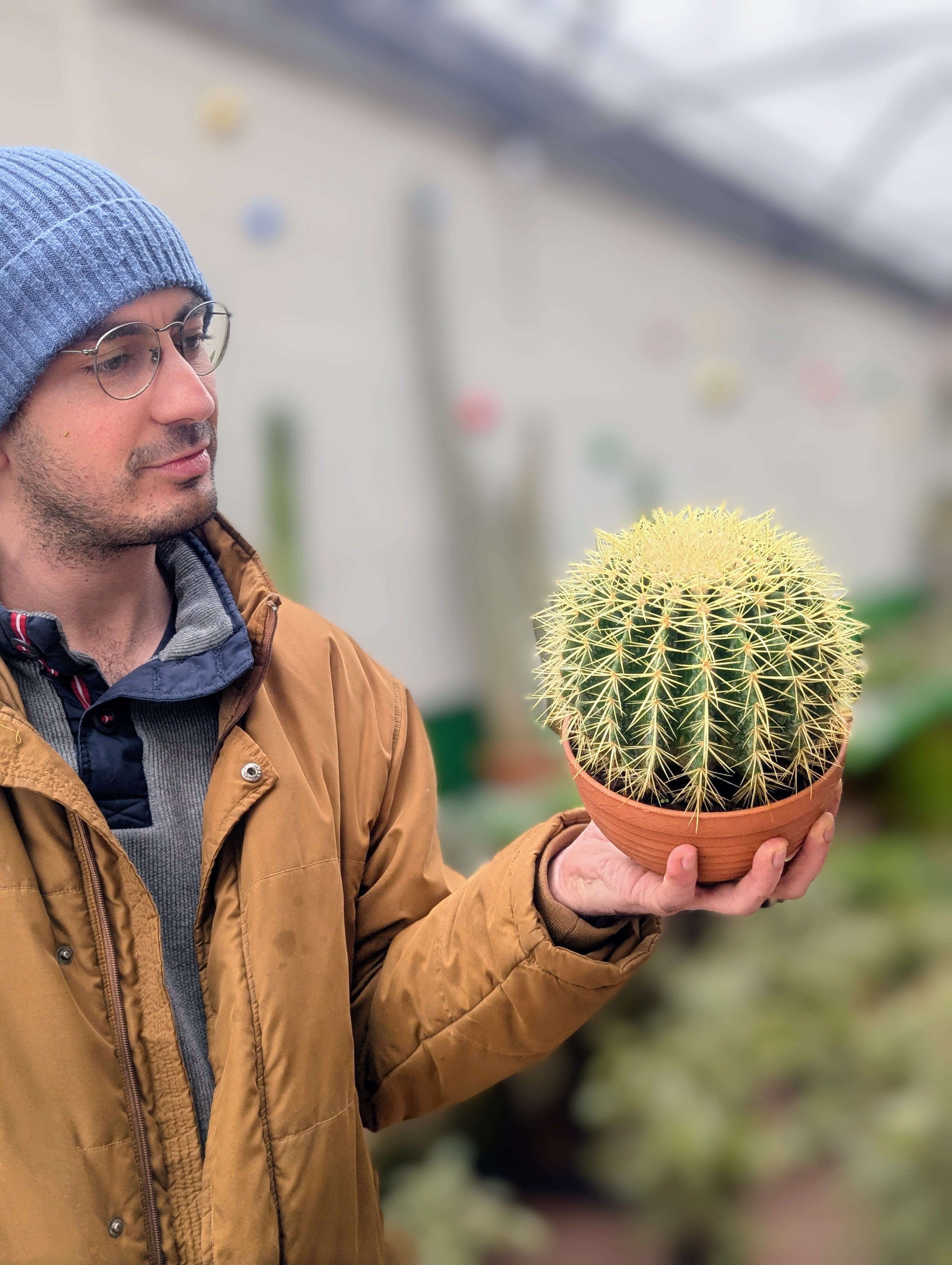 Echinocactus Grusonii