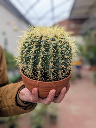 Echinocactus Grusonii
