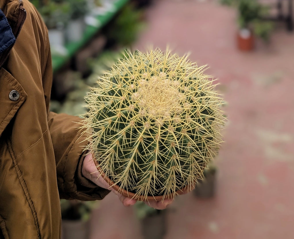Echinocactus Grusonii